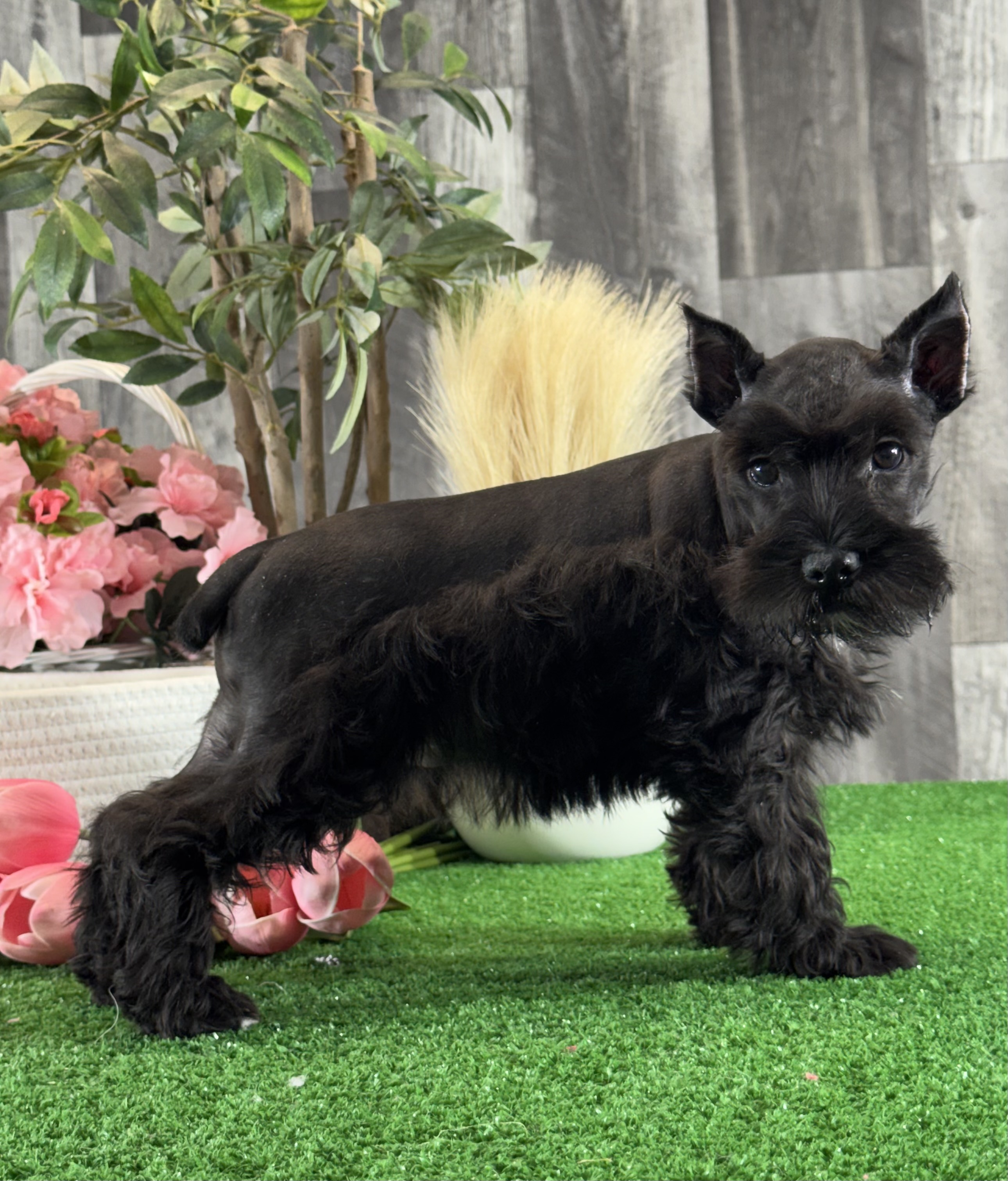 puppy, for, sale, Miniature Schnauzer, Curtis  Martin, dog, breeder, Seneca Falls, NY, dog-breeder, puppy-for-sale, forsale, nearby, find, puppyfind, locator, puppylocator, aca