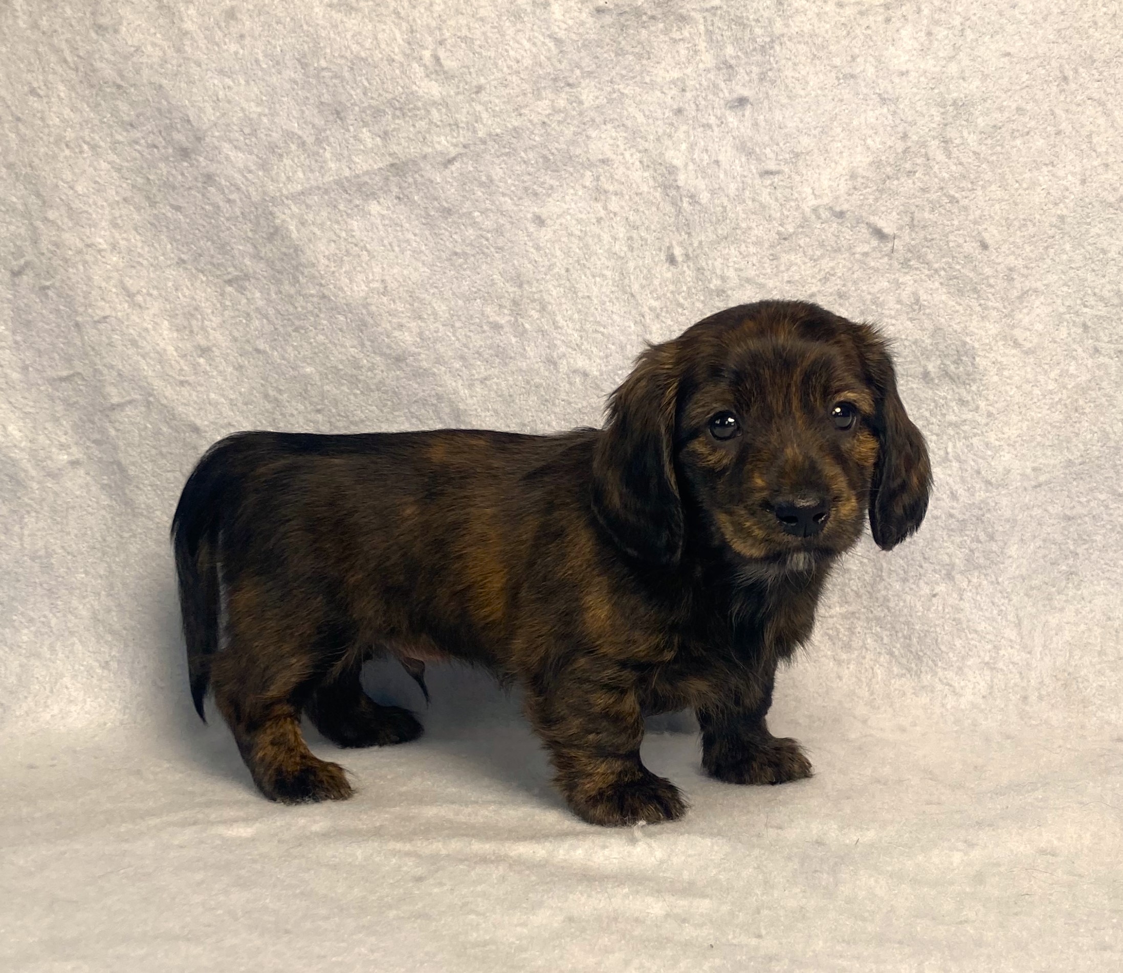 puppy, for, sale, Dachshund,   Little Stream Estates LLC, dog, breeder, Lititz, PA, dog-breeder, puppy-for-sale, forsale, nearby, find, puppyfind, locator, puppylocator, aca