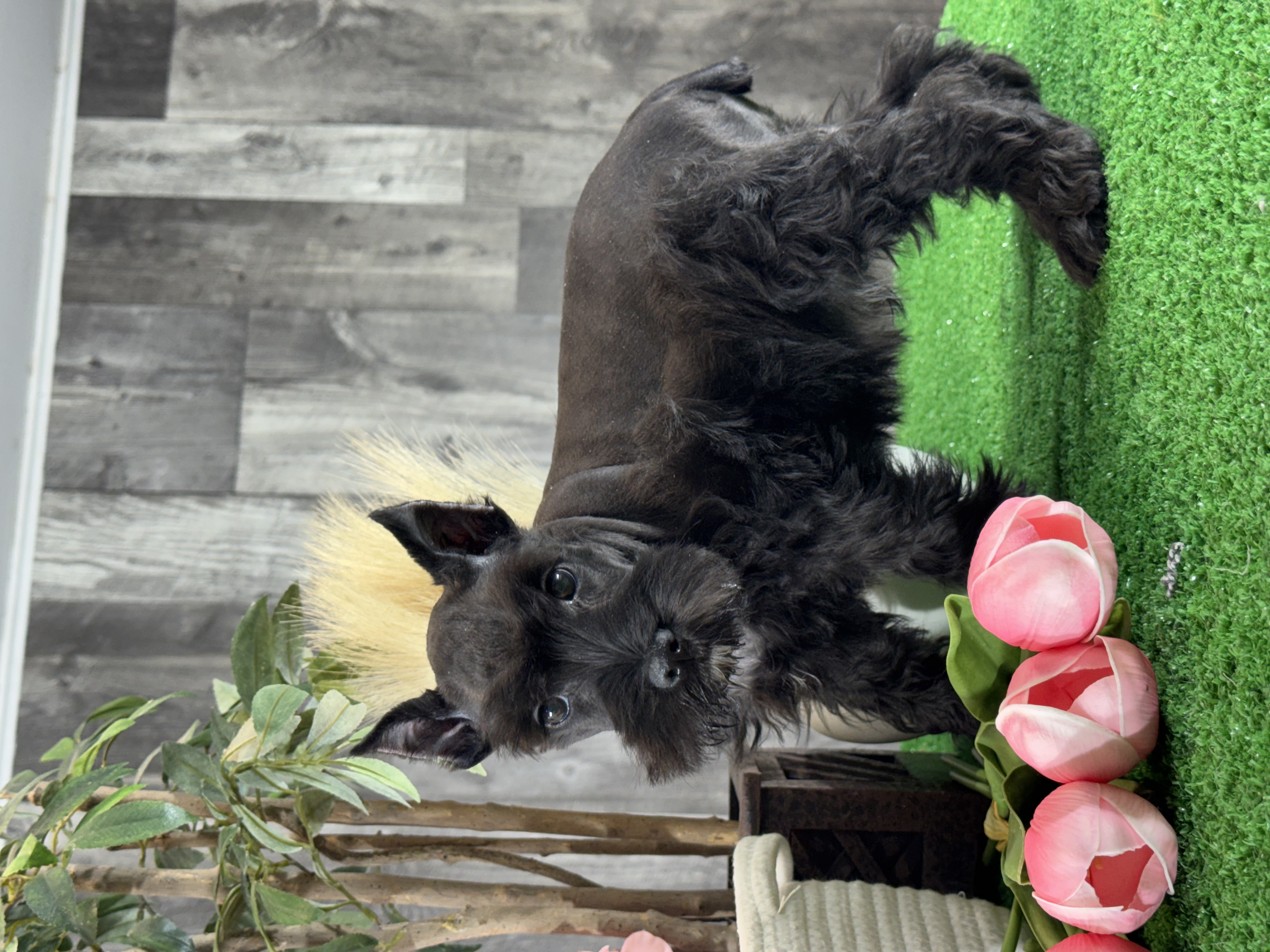 puppy, for, sale, Miniature Schnauzer, Curtis  Martin, dog, breeder, Seneca Falls, NY, dog-breeder, puppy-for-sale, forsale, nearby, find, puppyfind, locator, puppylocator, aca