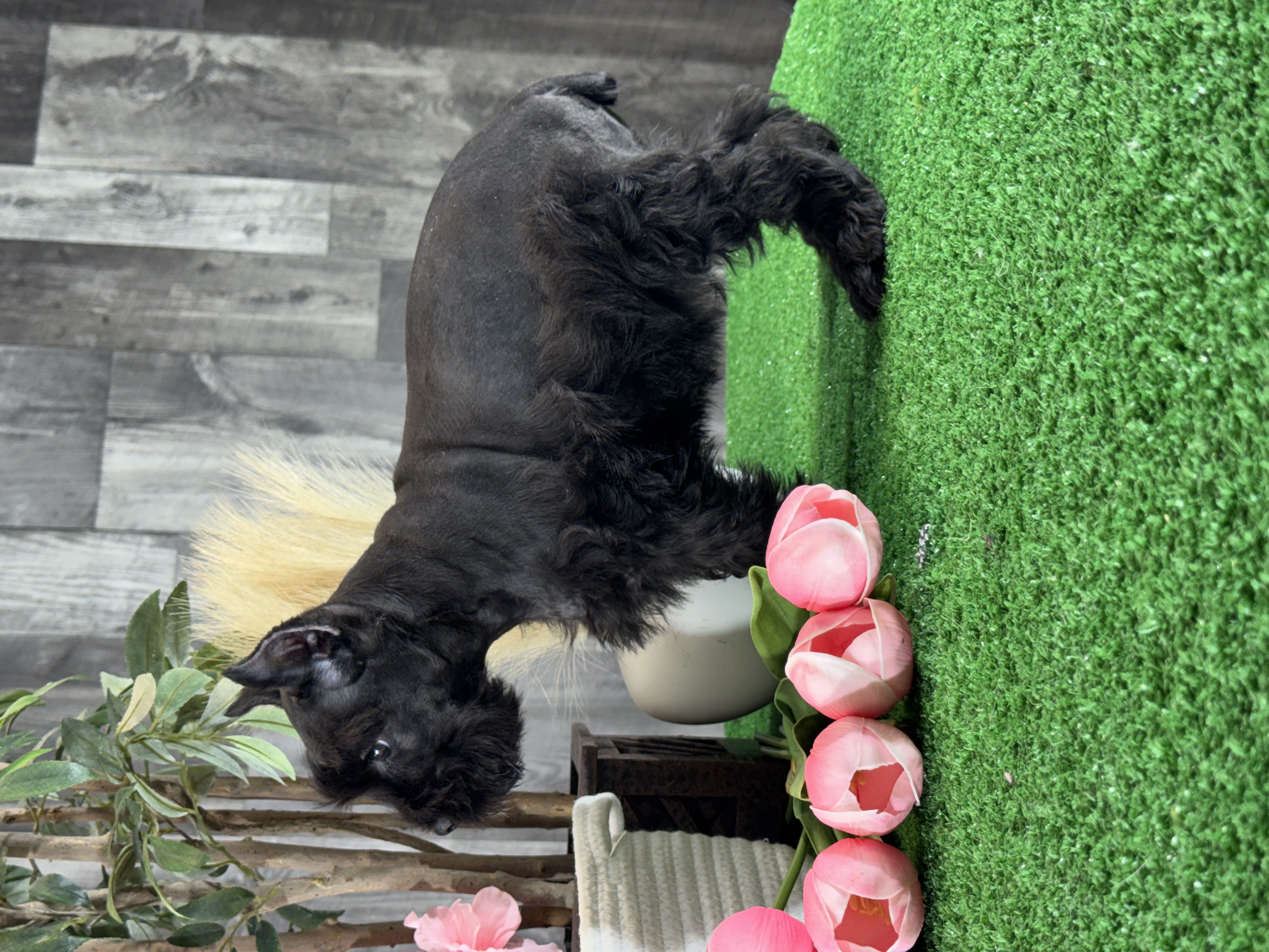 puppy, for, sale, Miniature Schnauzer, Curtis  Martin, dog, breeder, Seneca Falls, NY, dog-breeder, puppy-for-sale, forsale, nearby, find, puppyfind, locator, puppylocator, aca