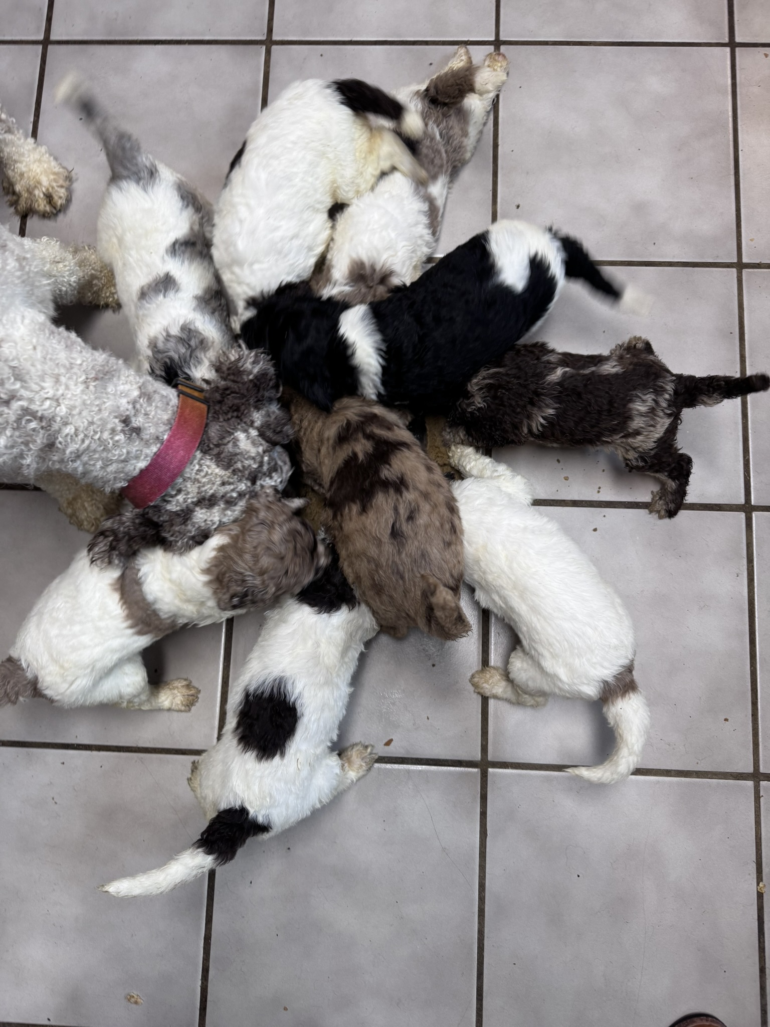 puppy, for, sale, Poodle Standard, NICOLE  HAMMOND, dog, breeder, ELKTON, MD, dog-breeder, puppy-for-sale, forsale, nearby, find, puppyfind, locator, puppylocator, aca
