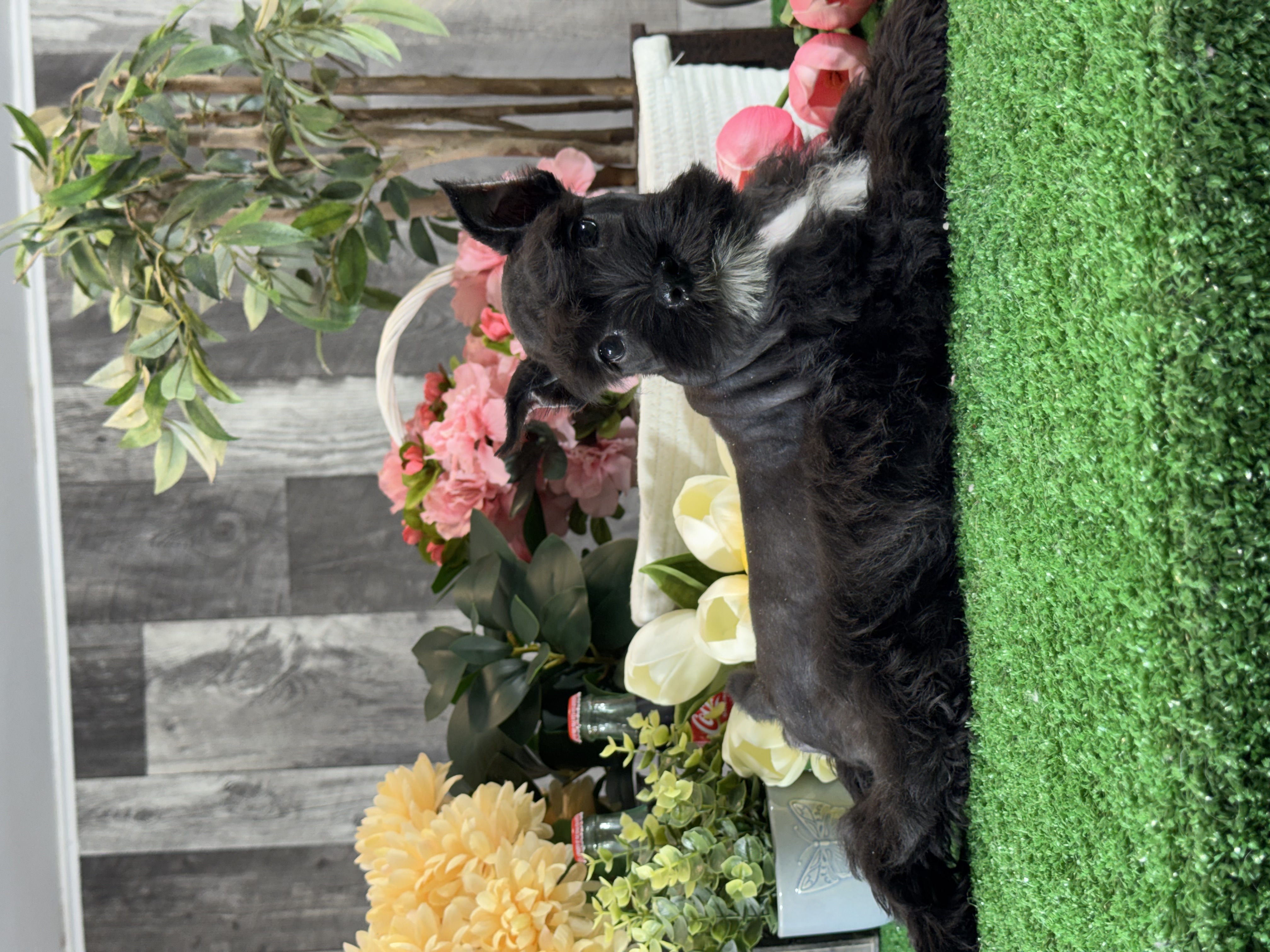 puppy, for, sale, Miniature Schnauzer, Curtis  Martin, dog, breeder, Seneca Falls, NY, dog-breeder, puppy-for-sale, forsale, nearby, find, puppyfind, locator, puppylocator, aca