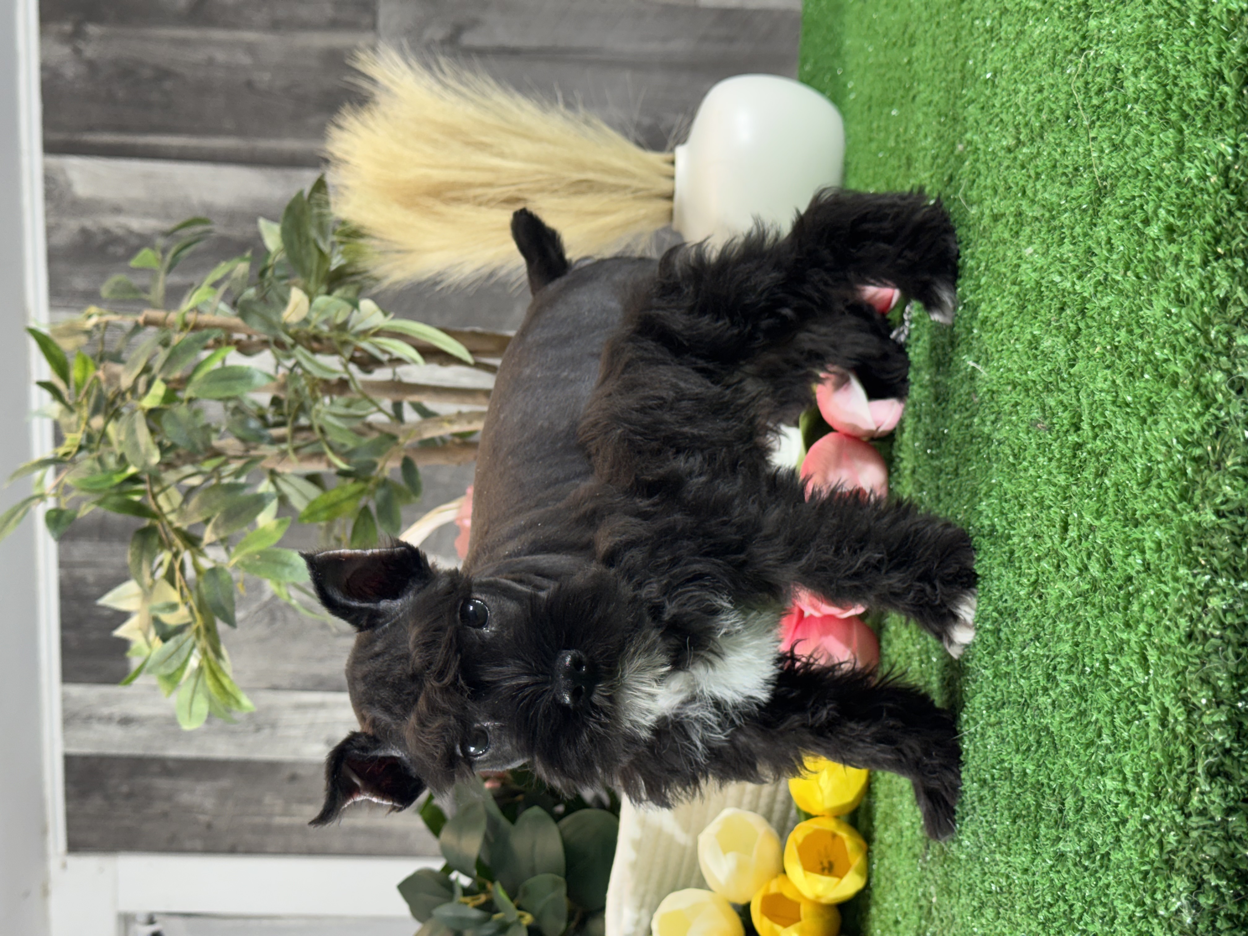 puppy, for, sale, Miniature Schnauzer, Curtis  Martin, dog, breeder, Seneca Falls, NY, dog-breeder, puppy-for-sale, forsale, nearby, find, puppyfind, locator, puppylocator, aca