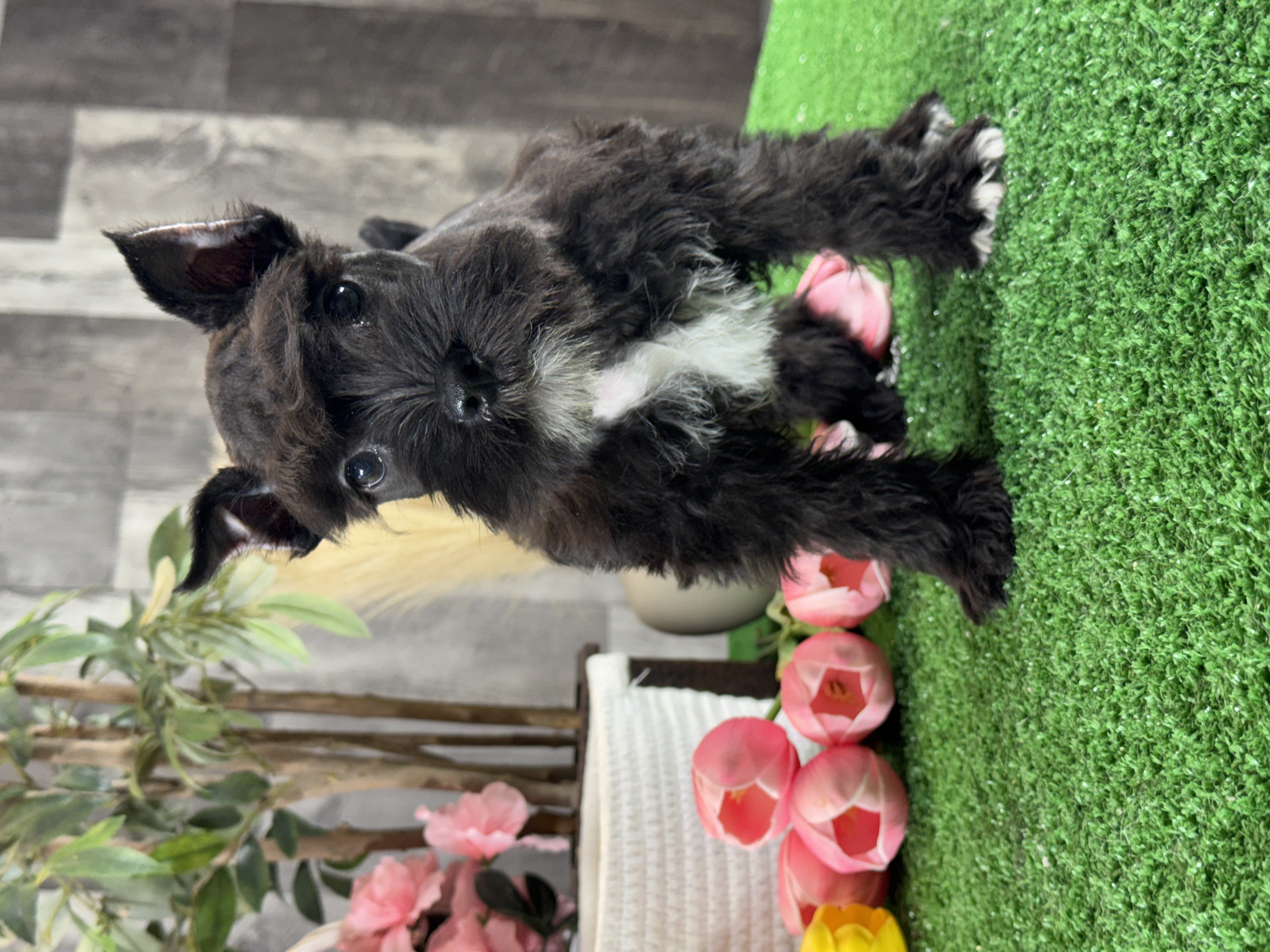 puppy, for, sale, Miniature Schnauzer, Curtis  Martin, dog, breeder, Seneca Falls, NY, dog-breeder, puppy-for-sale, forsale, nearby, find, puppyfind, locator, puppylocator, aca