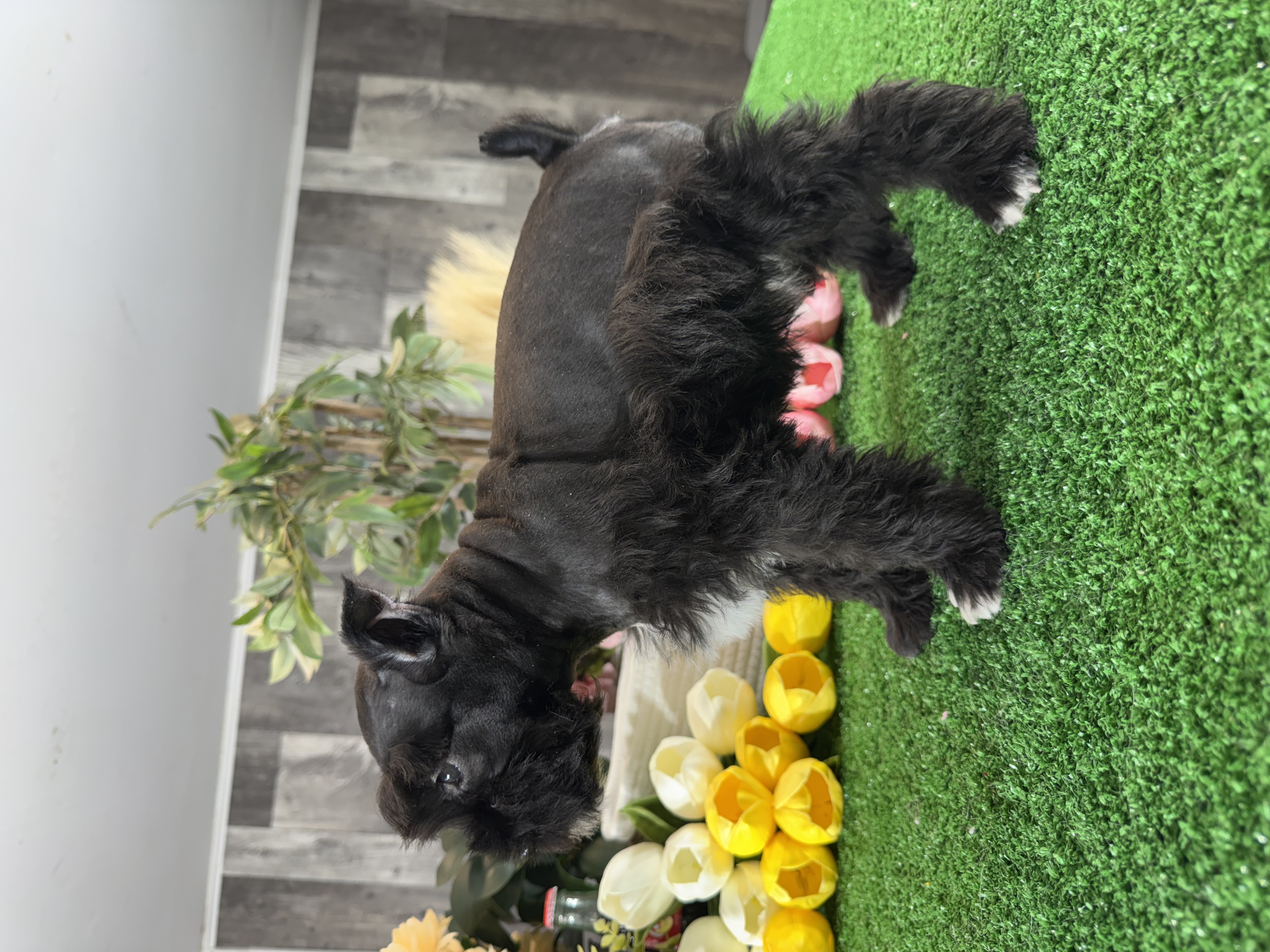 puppy, for, sale, Miniature Schnauzer, Curtis  Martin, dog, breeder, Seneca Falls, NY, dog-breeder, puppy-for-sale, forsale, nearby, find, puppyfind, locator, puppylocator, aca