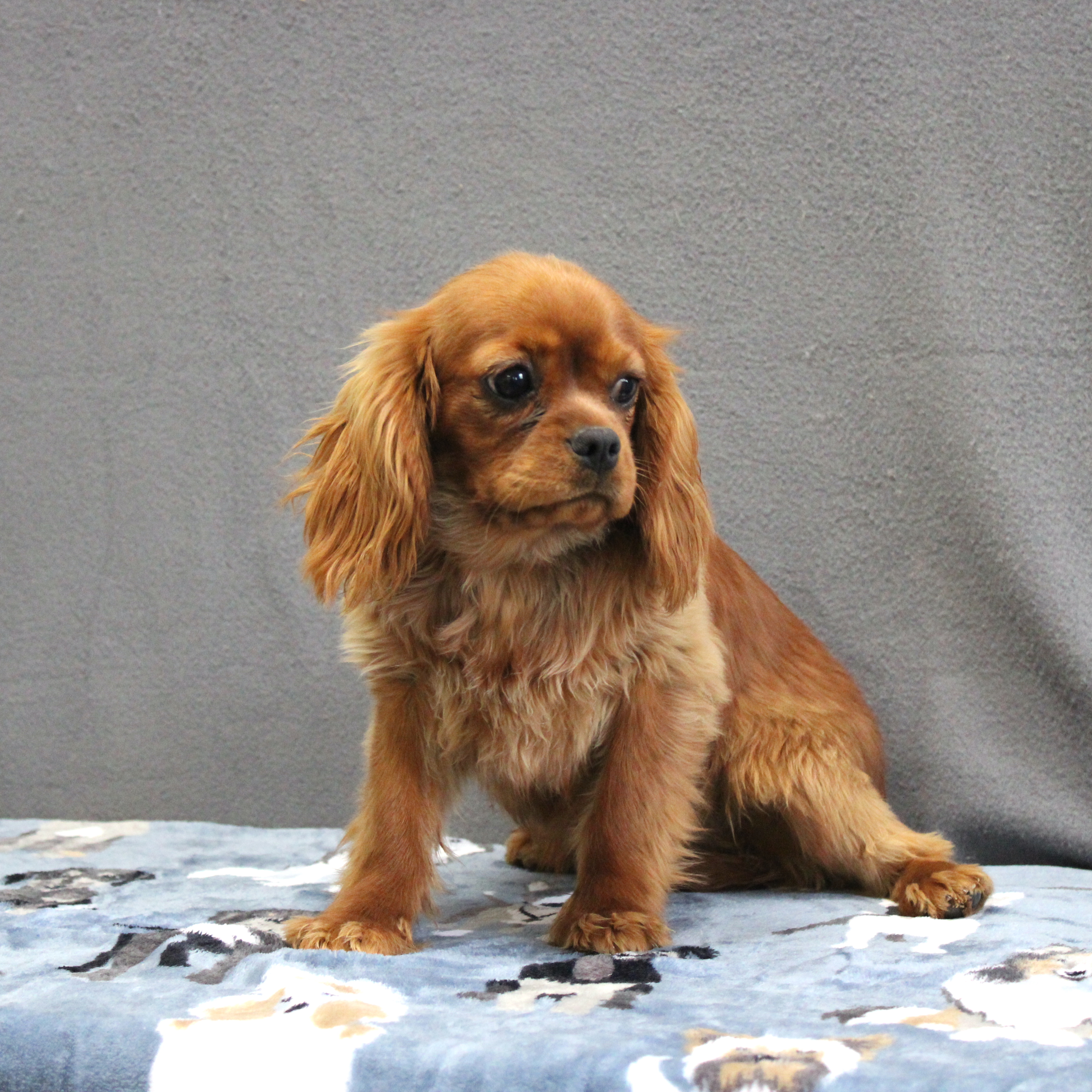 puppy, for, sale, Cavalier King Charles Spaniel, Ivan J. Stoltzfus, dog, breeder, Dornsife, PA, dog-breeder, puppy-for-sale, forsale, nearby, find, puppyfind, locator, puppylocator, aca