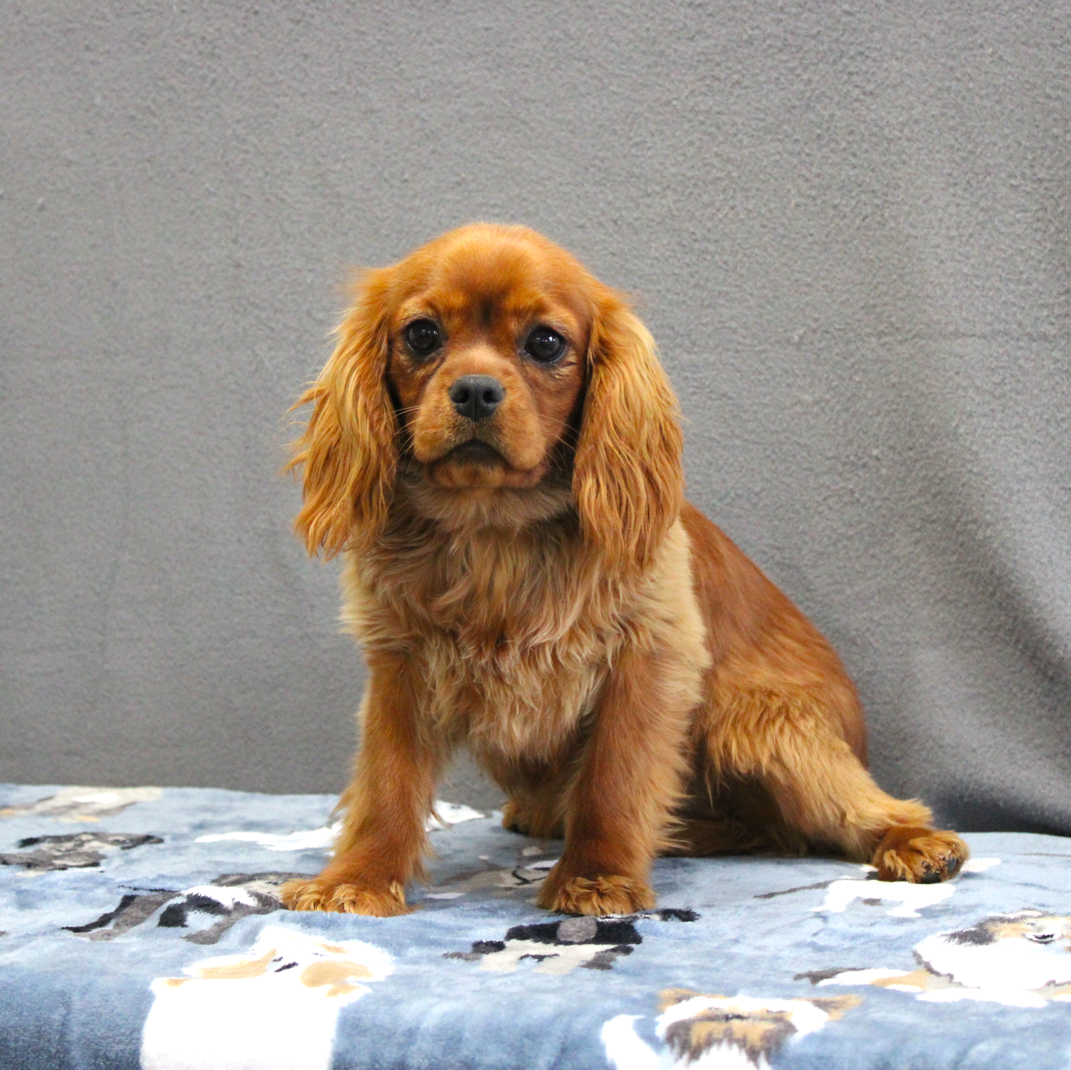 puppy, for, sale, Cavalier King Charles Spaniel, Ivan J. Stoltzfus, dog, breeder, Dornsife, PA, dog-breeder, puppy-for-sale, forsale, nearby, find, puppyfind, locator, puppylocator, aca