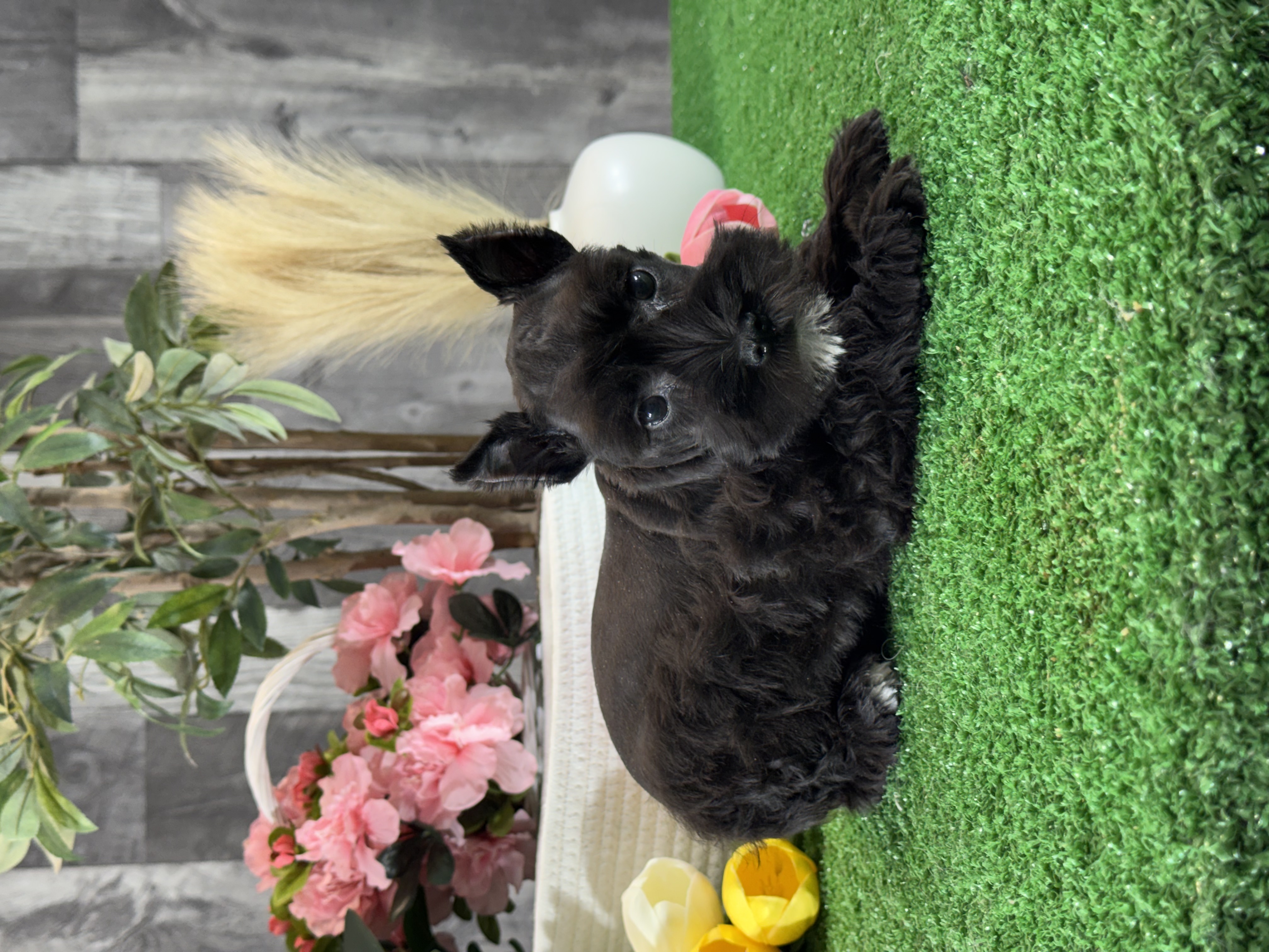 puppy, for, sale, Miniature Schnauzer, Curtis  Martin, dog, breeder, Seneca Falls, NY, dog-breeder, puppy-for-sale, forsale, nearby, find, puppyfind, locator, puppylocator, aca