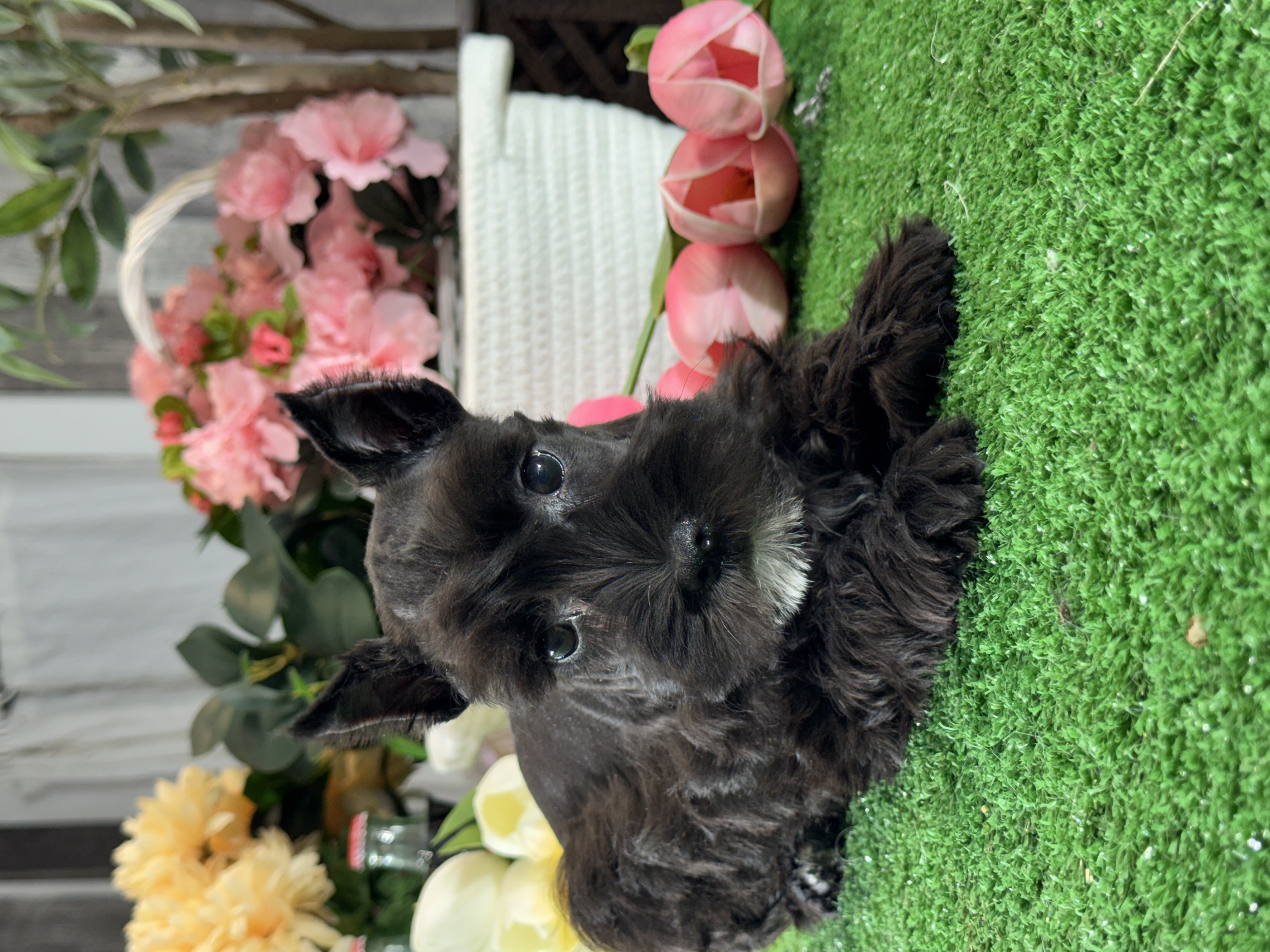 puppy, for, sale, Miniature Schnauzer, Curtis  Martin, dog, breeder, Seneca Falls, NY, dog-breeder, puppy-for-sale, forsale, nearby, find, puppyfind, locator, puppylocator, aca