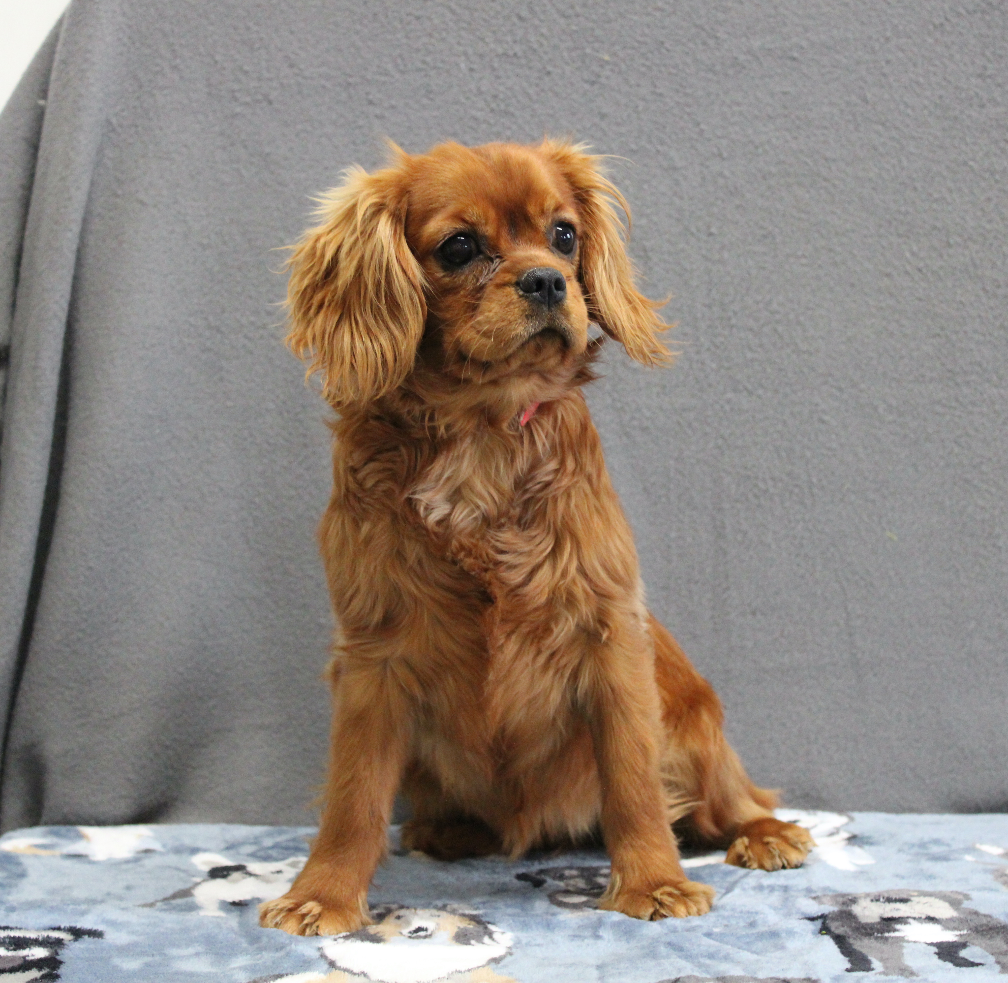 puppy, for, sale, Cavalier King Charles Spaniel, Ivan J. Stoltzfus, dog, breeder, Dornsife, PA, dog-breeder, puppy-for-sale, forsale, nearby, find, puppyfind, locator, puppylocator, aca