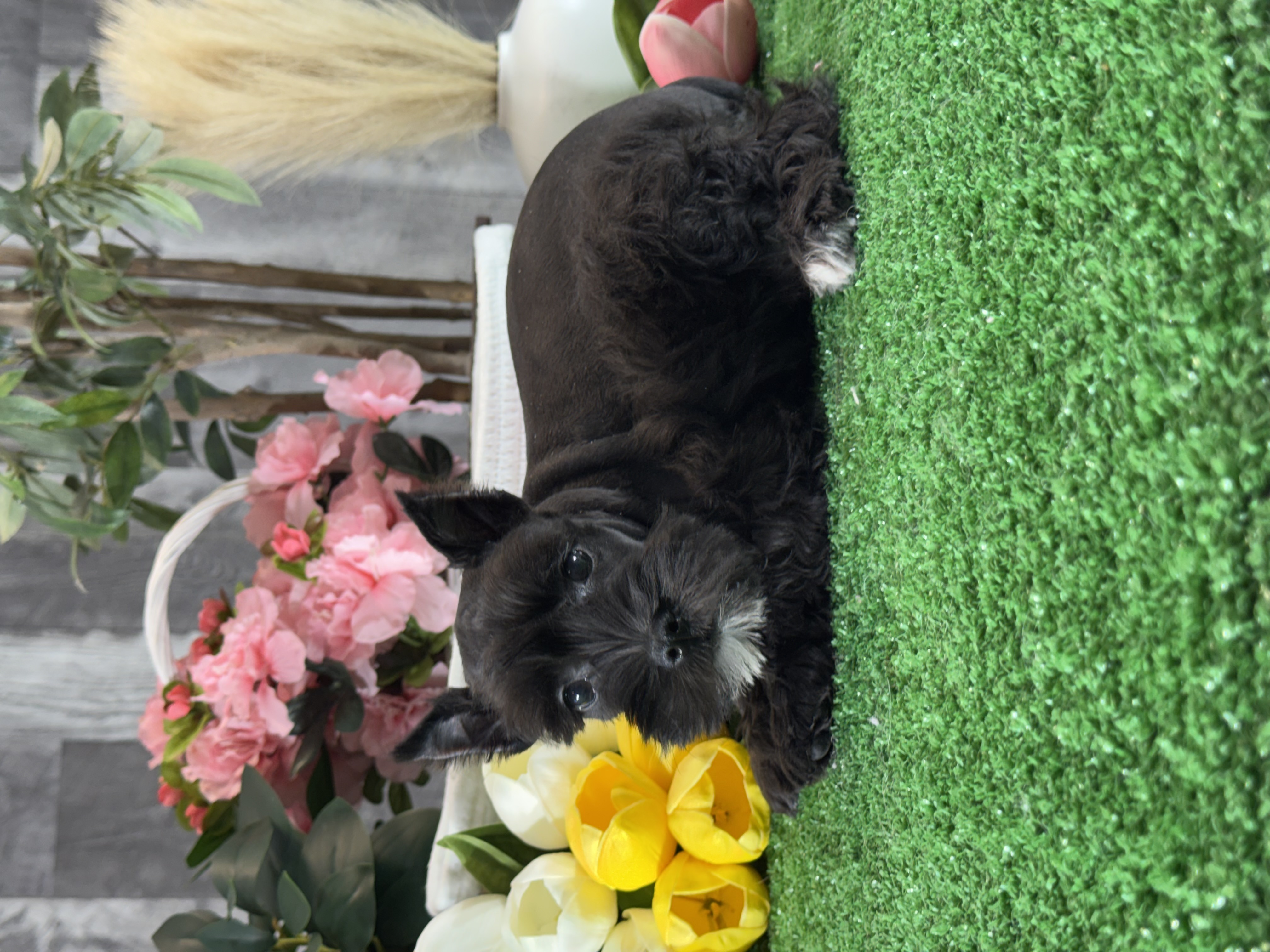 puppy, for, sale, Miniature Schnauzer, Curtis  Martin, dog, breeder, Seneca Falls, NY, dog-breeder, puppy-for-sale, forsale, nearby, find, puppyfind, locator, puppylocator, aca