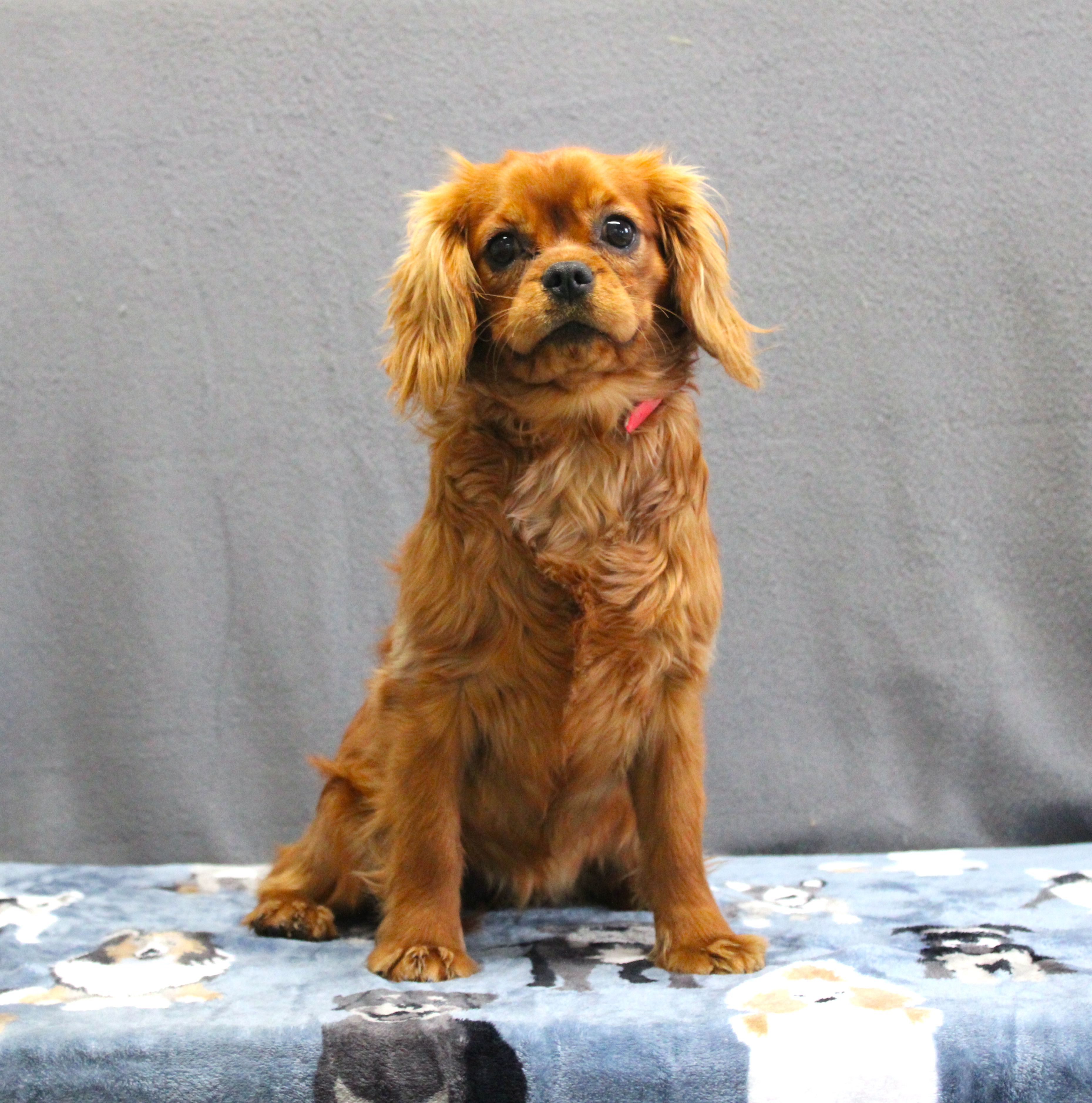 puppy, for, sale, Cavalier King Charles Spaniel, Ivan J. Stoltzfus, dog, breeder, Dornsife, PA, dog-breeder, puppy-for-sale, forsale, nearby, find, puppyfind, locator, puppylocator, aca