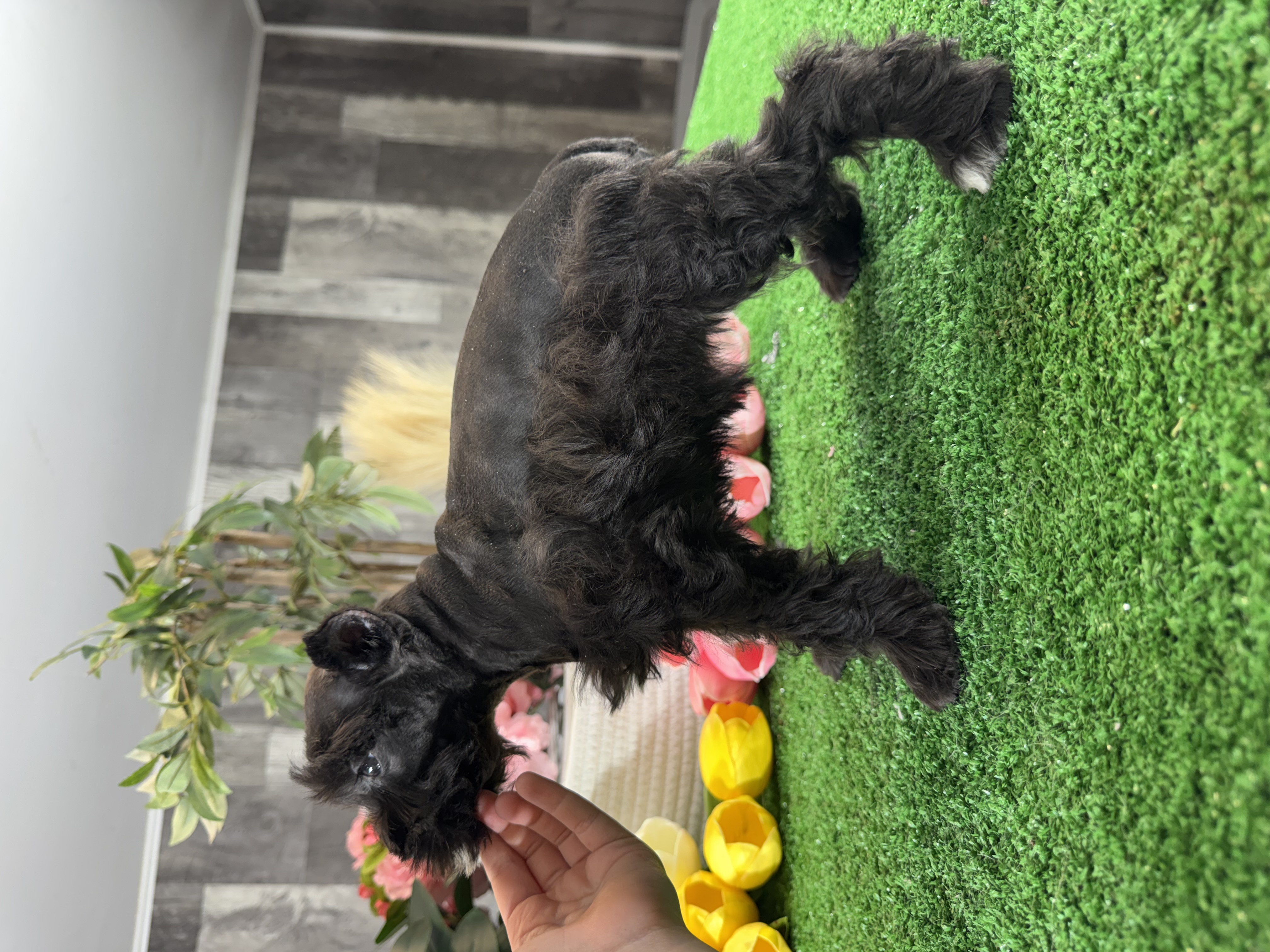puppy, for, sale, Miniature Schnauzer, Curtis  Martin, dog, breeder, Seneca Falls, NY, dog-breeder, puppy-for-sale, forsale, nearby, find, puppyfind, locator, puppylocator, aca