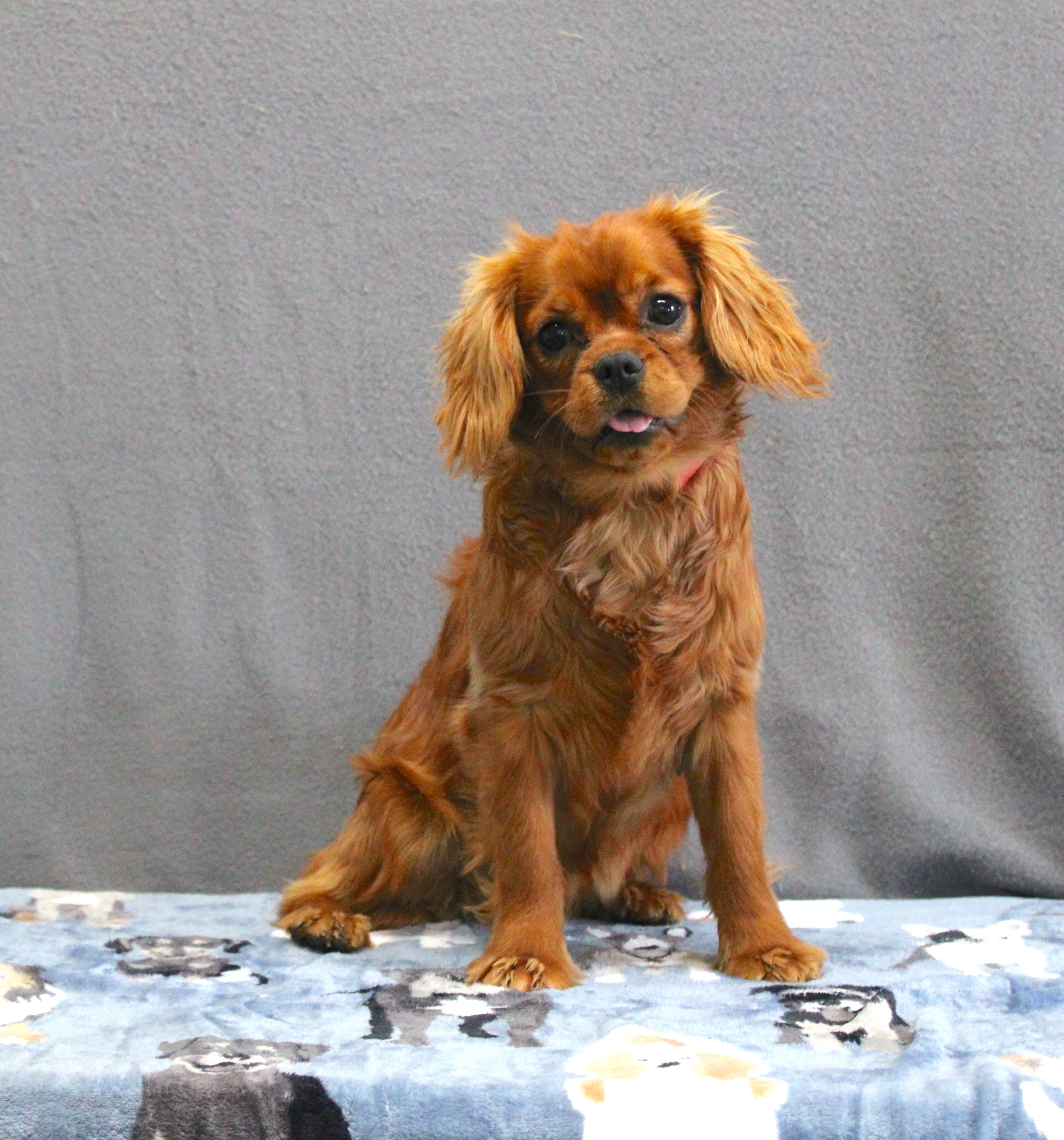 puppy, for, sale, Cavalier King Charles Spaniel, Ivan J. Stoltzfus, dog, breeder, Dornsife, PA, dog-breeder, puppy-for-sale, forsale, nearby, find, puppyfind, locator, puppylocator, aca