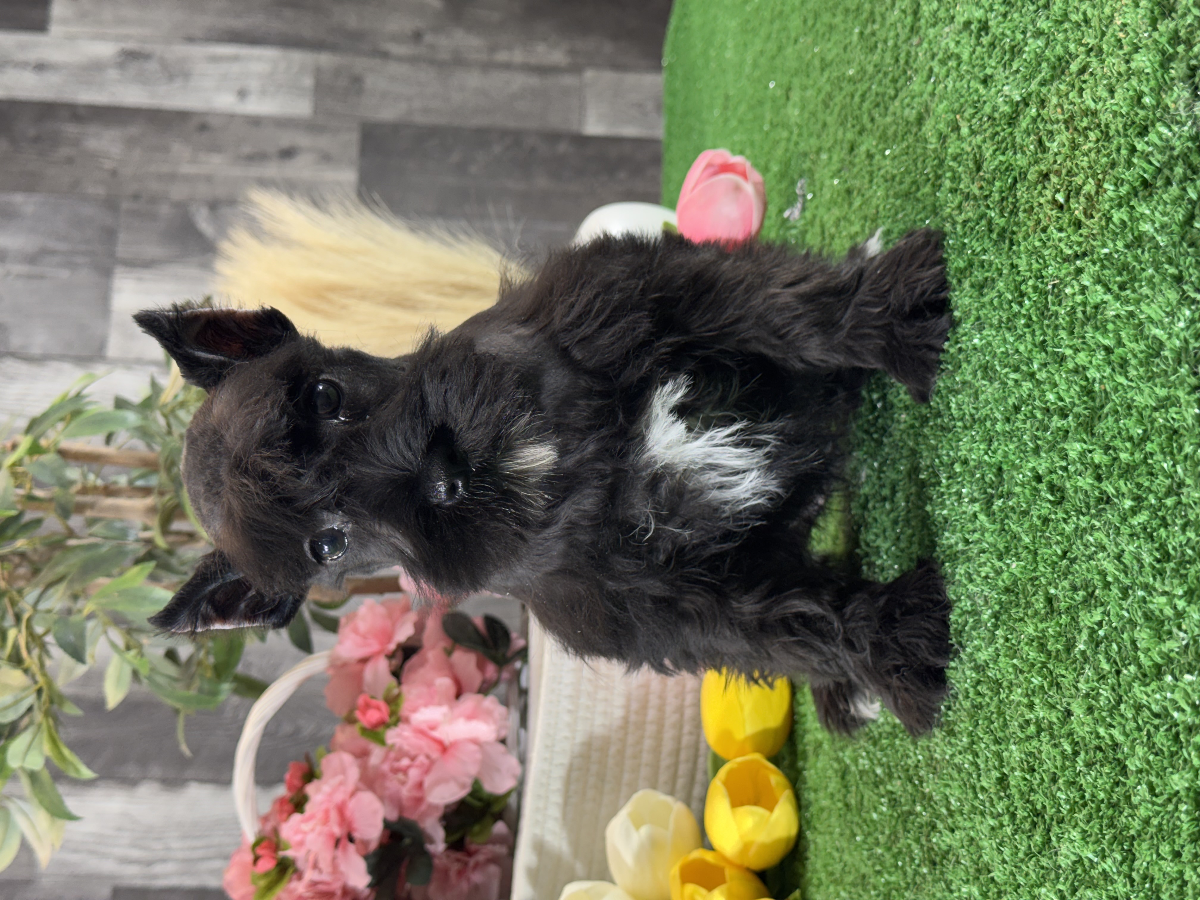 puppy, for, sale, Miniature Schnauzer, Curtis  Martin, dog, breeder, Seneca Falls, NY, dog-breeder, puppy-for-sale, forsale, nearby, find, puppyfind, locator, puppylocator, aca