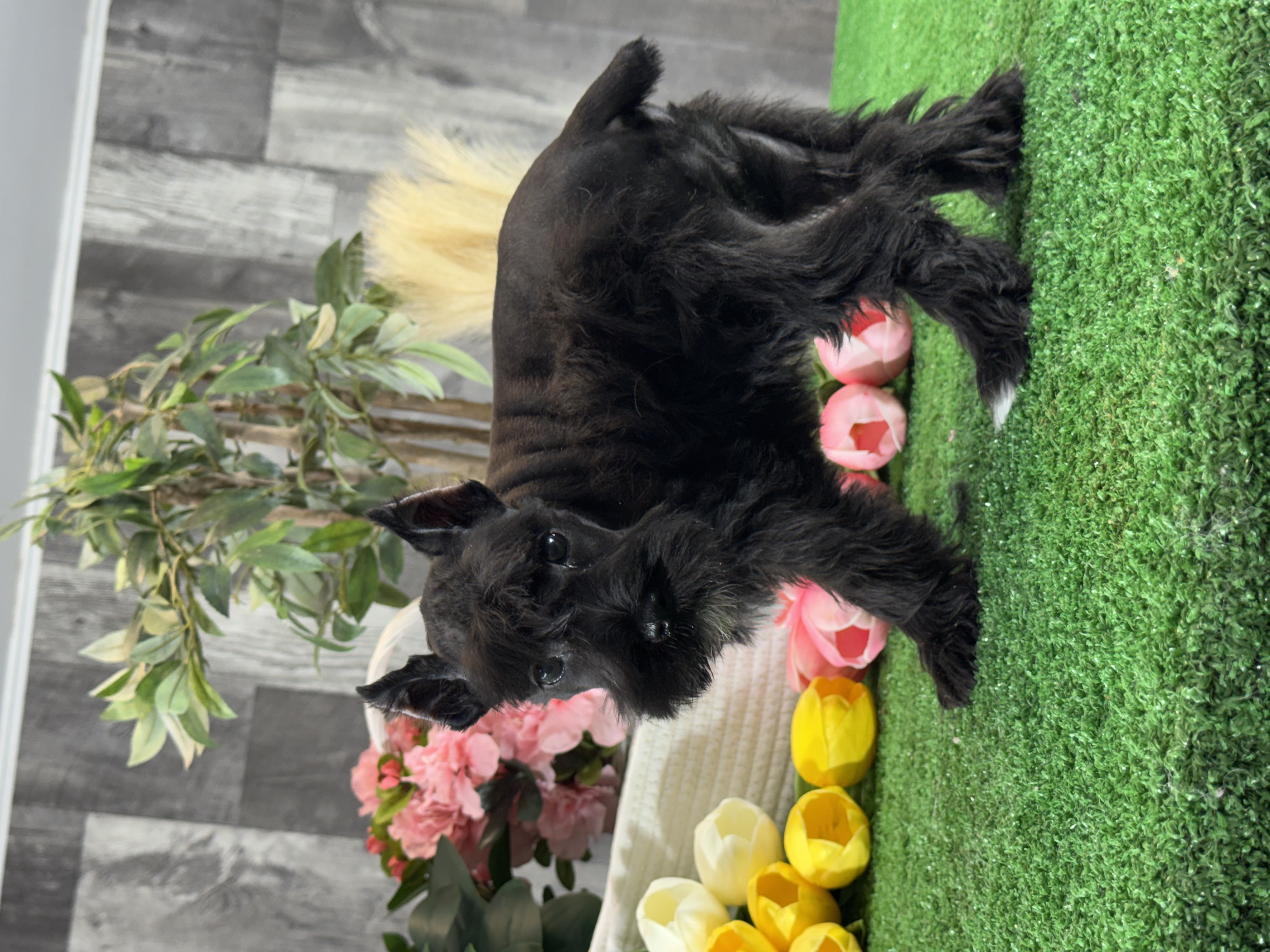 puppy, for, sale, Miniature Schnauzer, Curtis  Martin, dog, breeder, Seneca Falls, NY, dog-breeder, puppy-for-sale, forsale, nearby, find, puppyfind, locator, puppylocator, aca