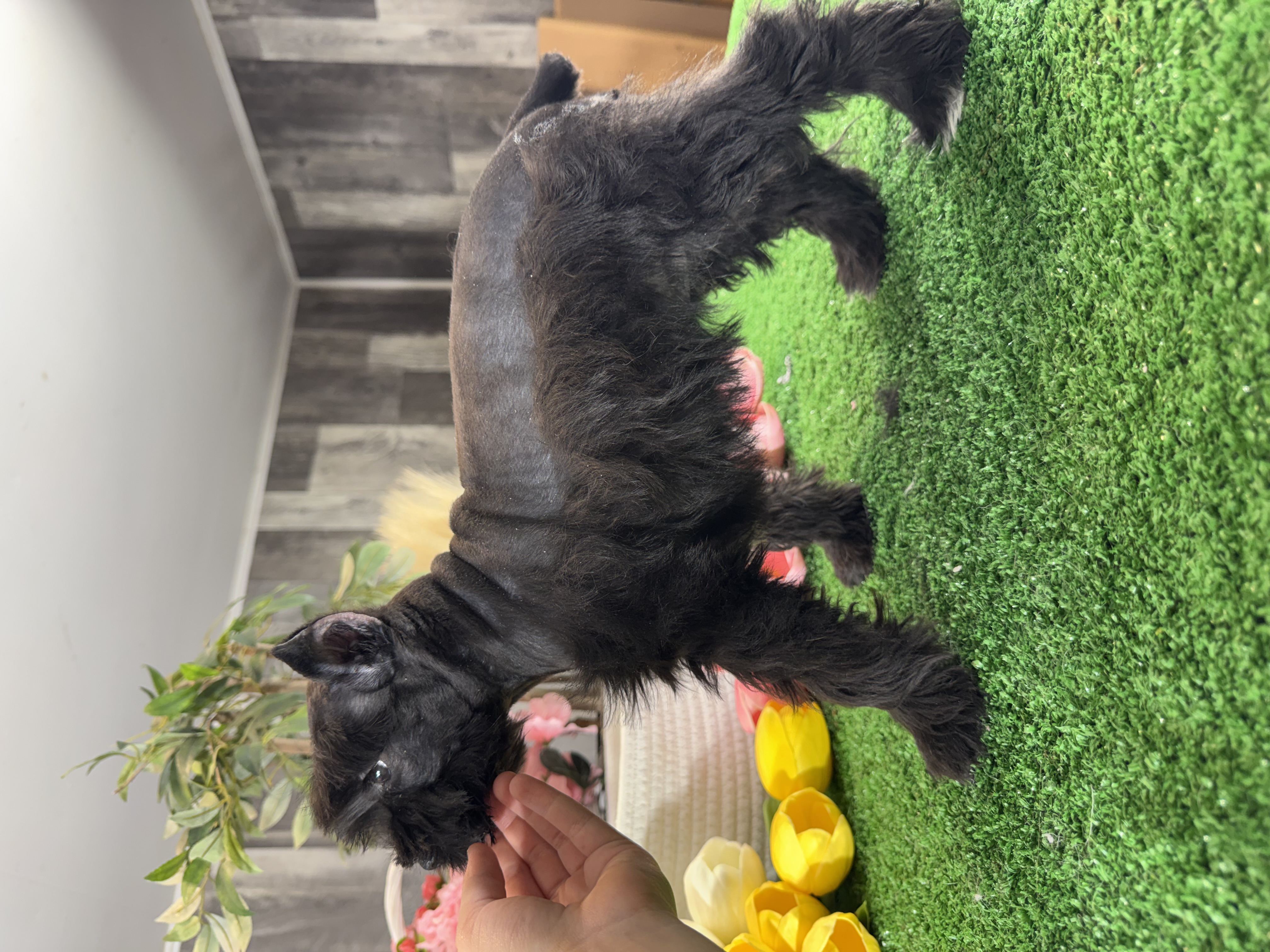puppy, for, sale, Miniature Schnauzer, Curtis  Martin, dog, breeder, Seneca Falls, NY, dog-breeder, puppy-for-sale, forsale, nearby, find, puppyfind, locator, puppylocator, aca