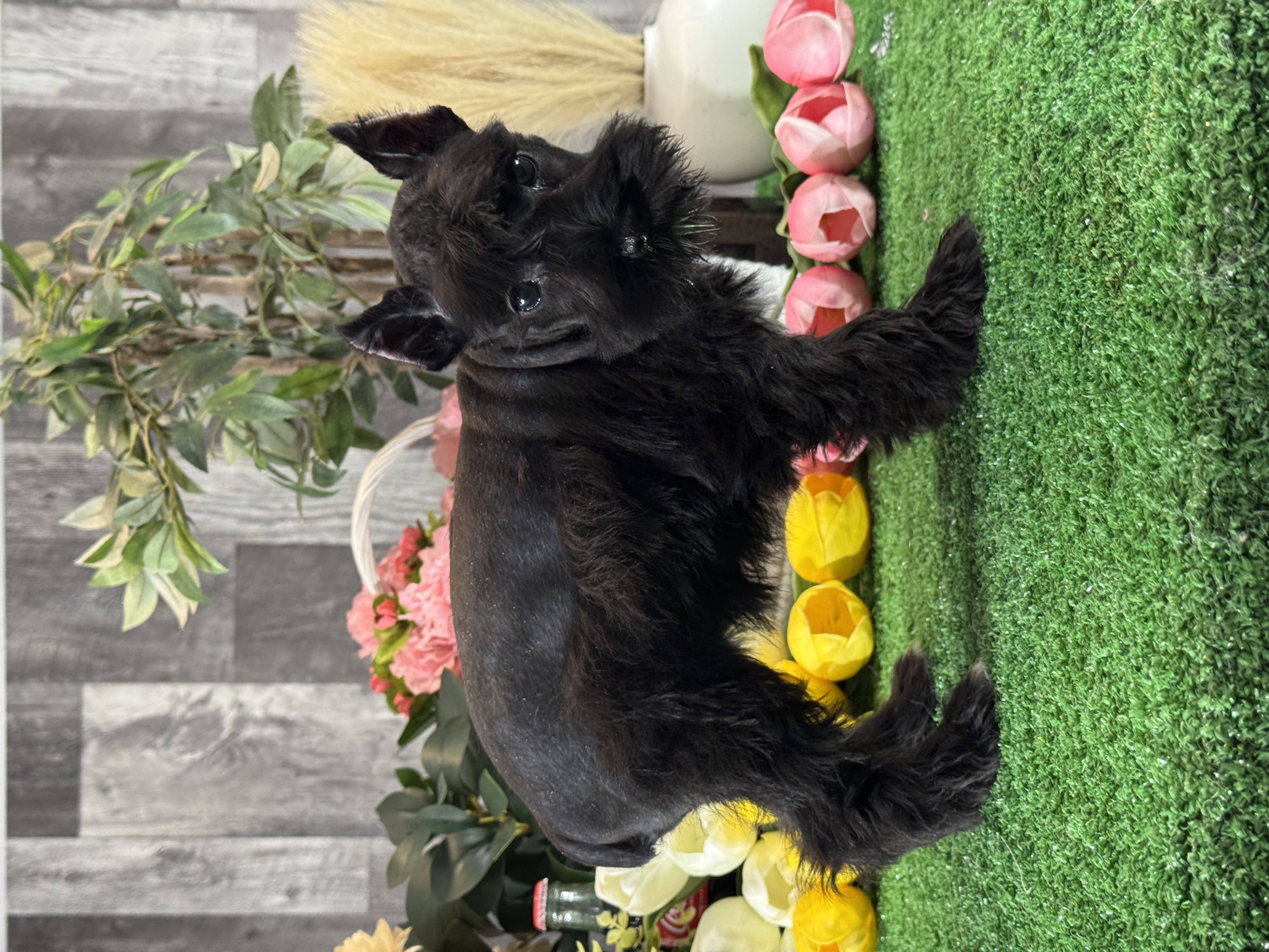 puppy, for, sale, Miniature Schnauzer, Curtis  Martin, dog, breeder, Seneca Falls, NY, dog-breeder, puppy-for-sale, forsale, nearby, find, puppyfind, locator, puppylocator, aca