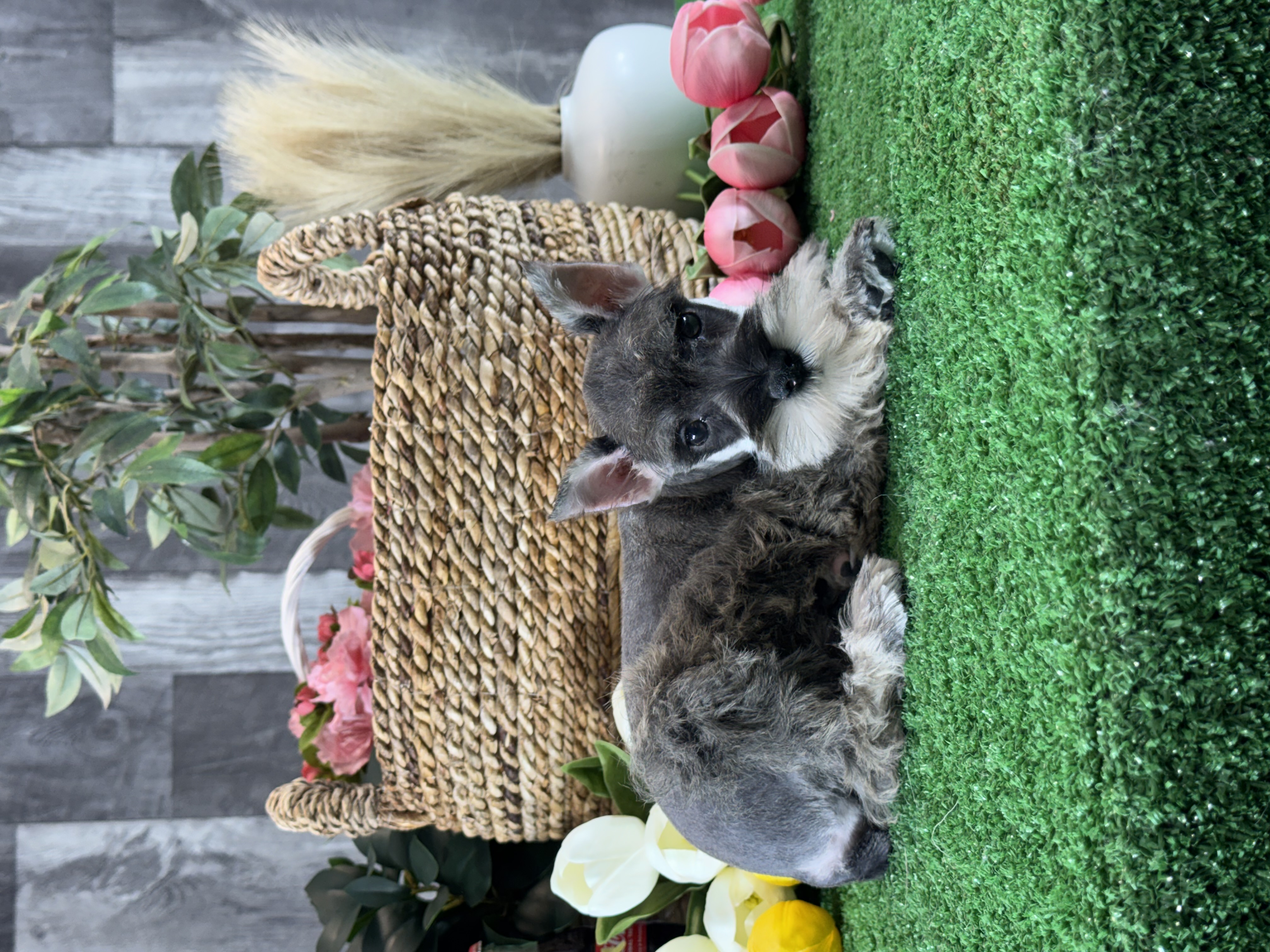 puppy, for, sale, Miniature Schnauzer, Curtis  Martin, dog, breeder, Seneca Falls, NY, dog-breeder, puppy-for-sale, forsale, nearby, find, puppyfind, locator, puppylocator, aca
