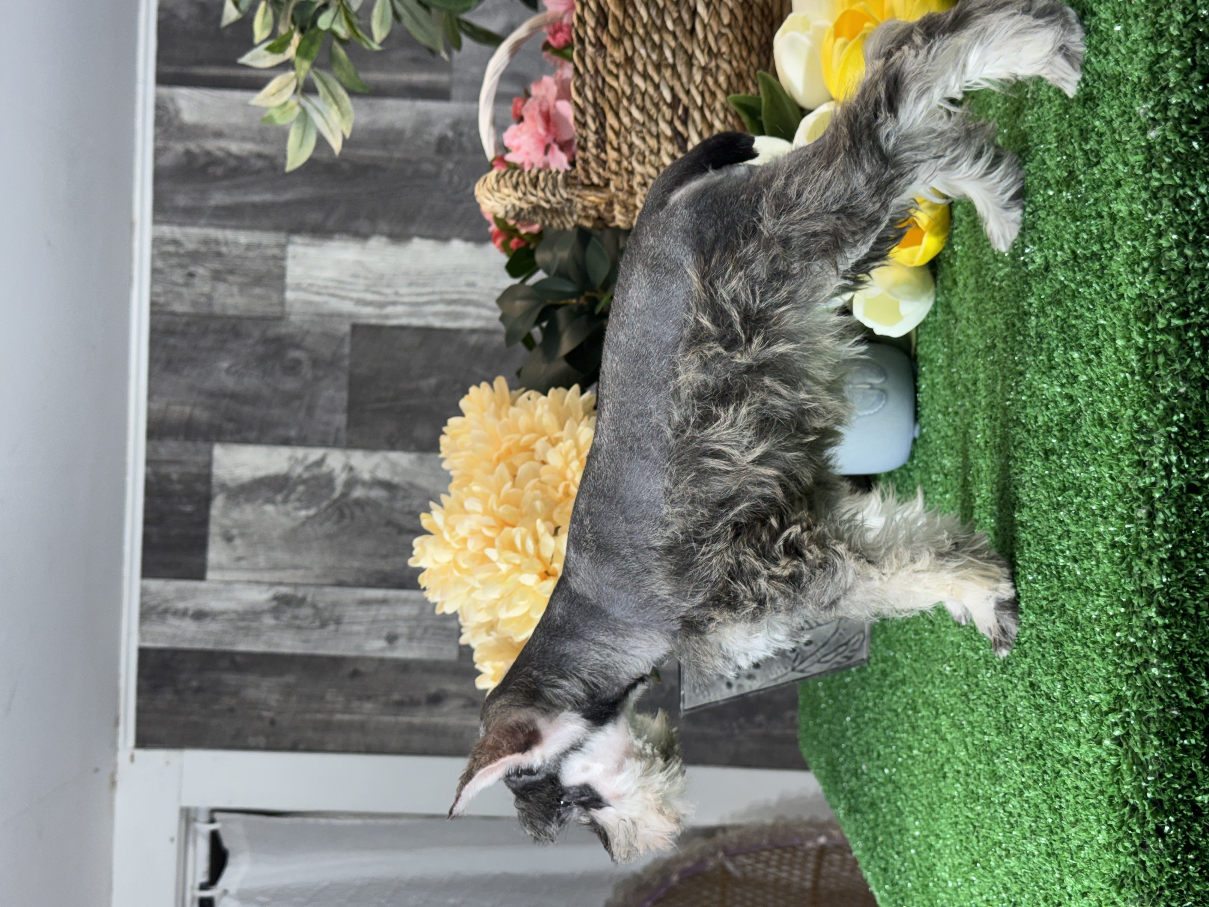 puppy, for, sale, Miniature Schnauzer, Curtis  Martin, dog, breeder, Seneca Falls, NY, dog-breeder, puppy-for-sale, forsale, nearby, find, puppyfind, locator, puppylocator, aca