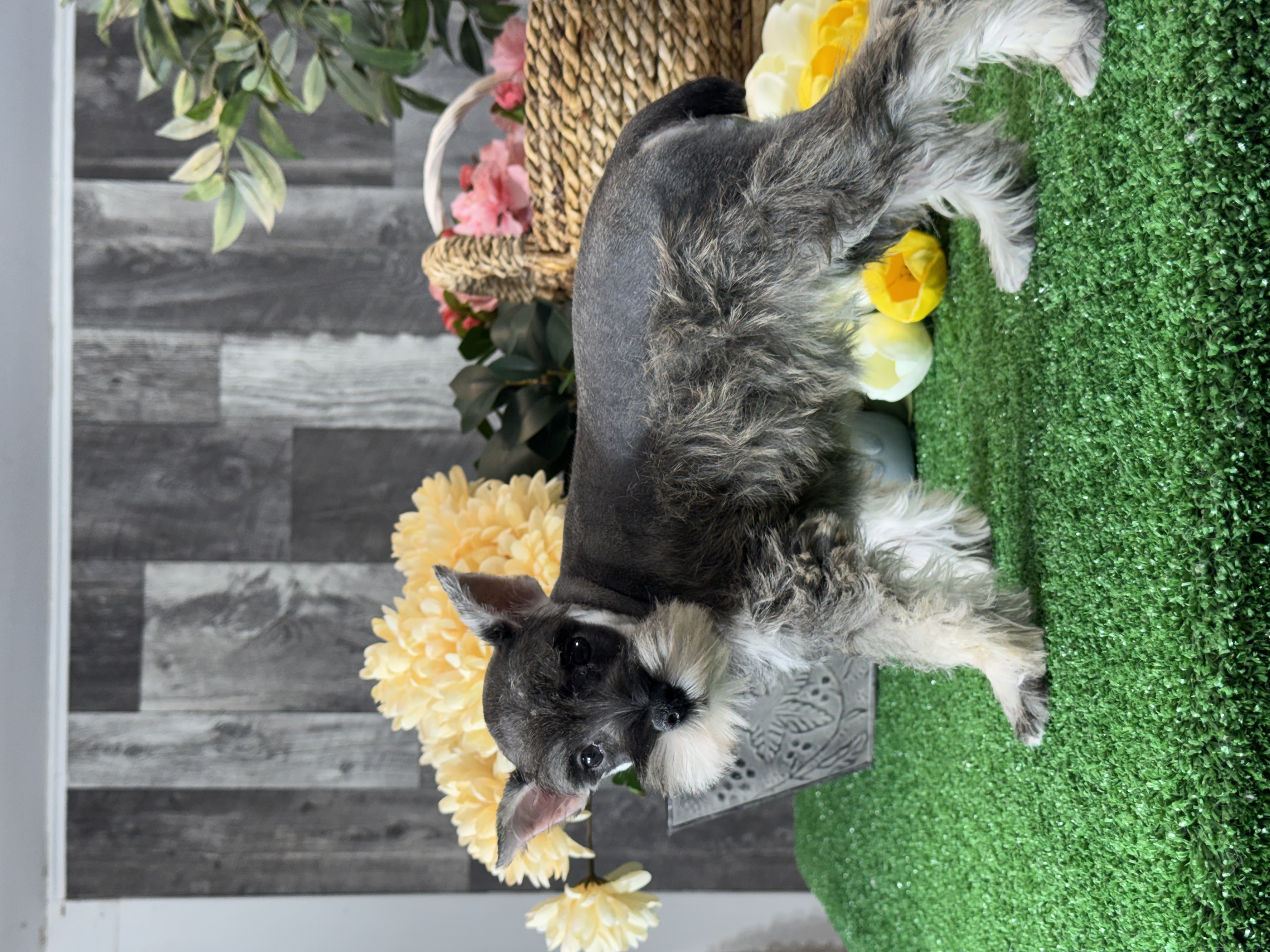 puppy, for, sale, Miniature Schnauzer, Curtis  Martin, dog, breeder, Seneca Falls, NY, dog-breeder, puppy-for-sale, forsale, nearby, find, puppyfind, locator, puppylocator, aca