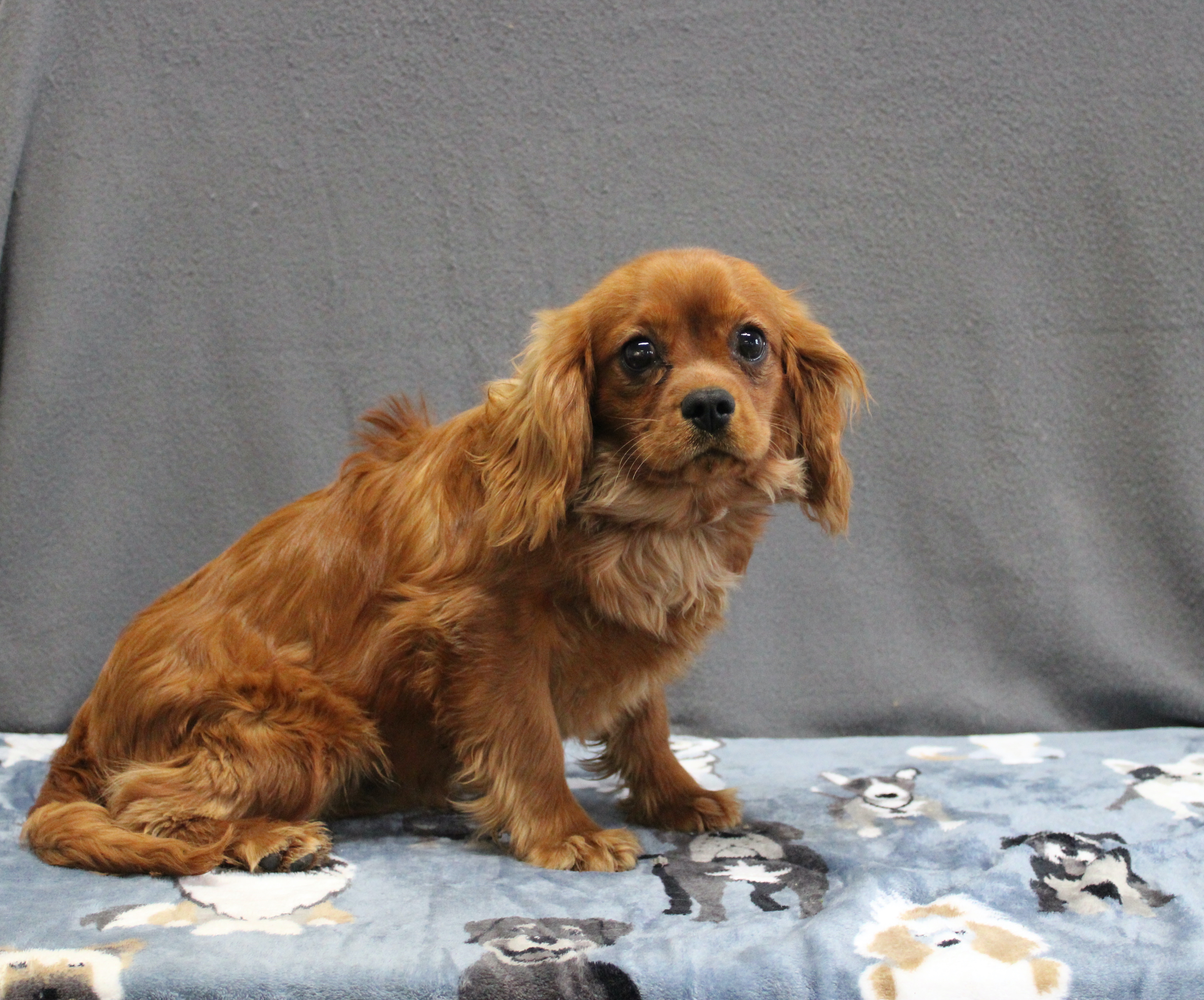 puppy, for, sale, Cavalier King Charles Spaniel, Ivan J. Stoltzfus, dog, breeder, Dornsife, PA, dog-breeder, puppy-for-sale, forsale, nearby, find, puppyfind, locator, puppylocator, aca