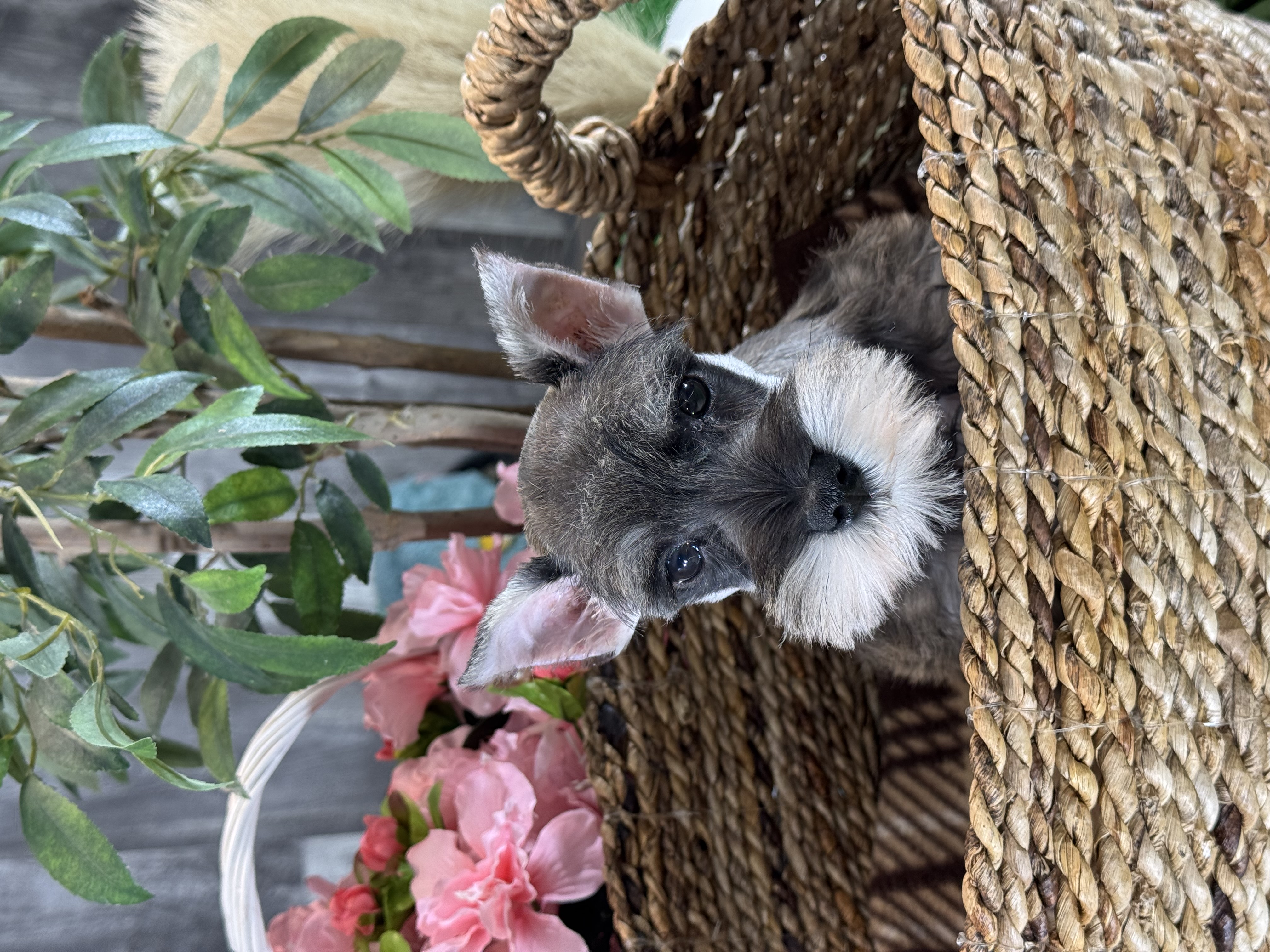 puppy, for, sale, Miniature Schnauzer, Curtis  Martin, dog, breeder, Seneca Falls, NY, dog-breeder, puppy-for-sale, forsale, nearby, find, puppyfind, locator, puppylocator, aca