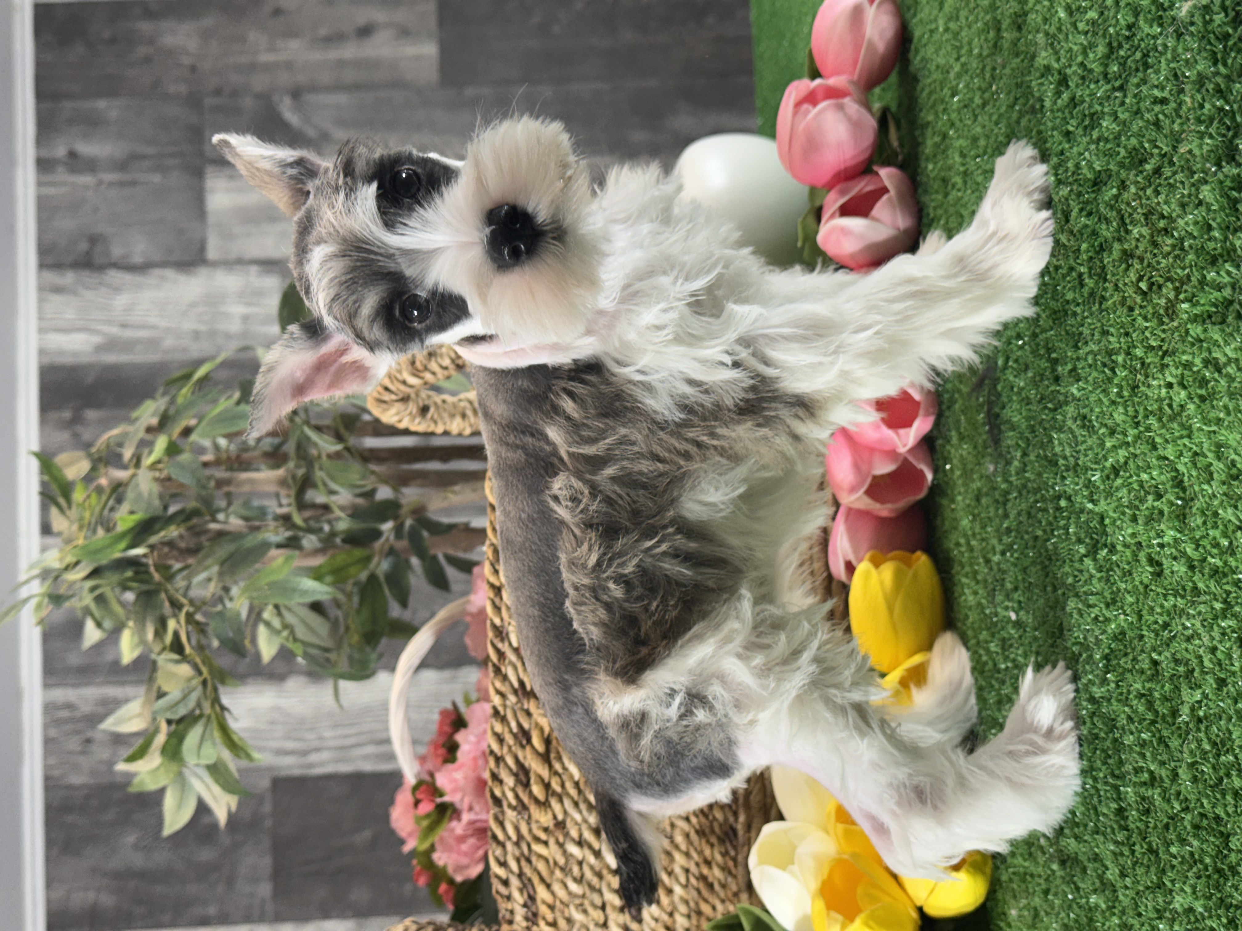 puppy, for, sale, Miniature Schnauzer, Curtis  Martin, dog, breeder, Seneca Falls, NY, dog-breeder, puppy-for-sale, forsale, nearby, find, puppyfind, locator, puppylocator, aca