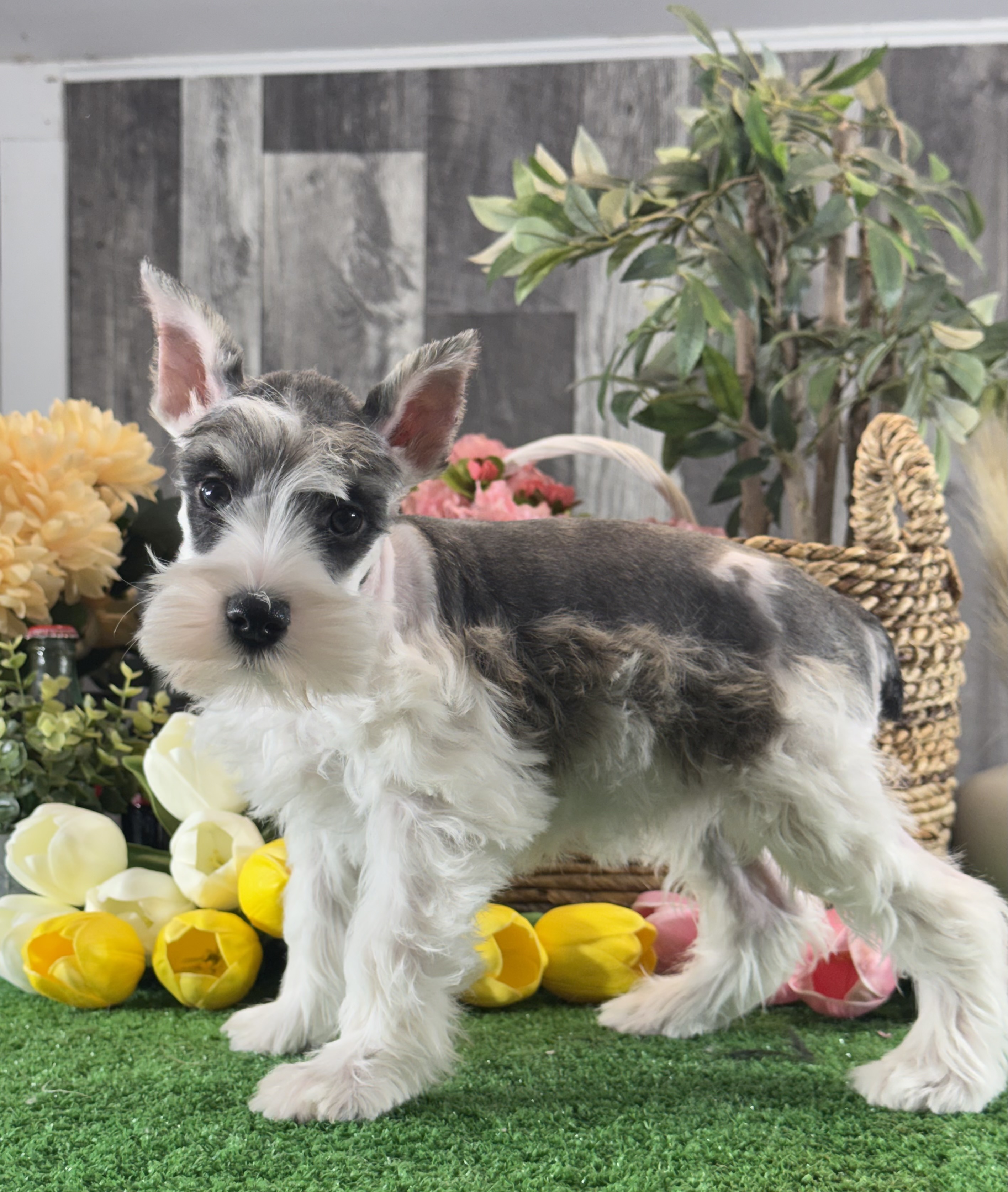 puppy, for, sale, Miniature Schnauzer, Curtis  Martin, dog, breeder, Seneca Falls, NY, dog-breeder, puppy-for-sale, forsale, nearby, find, puppyfind, locator, puppylocator, aca