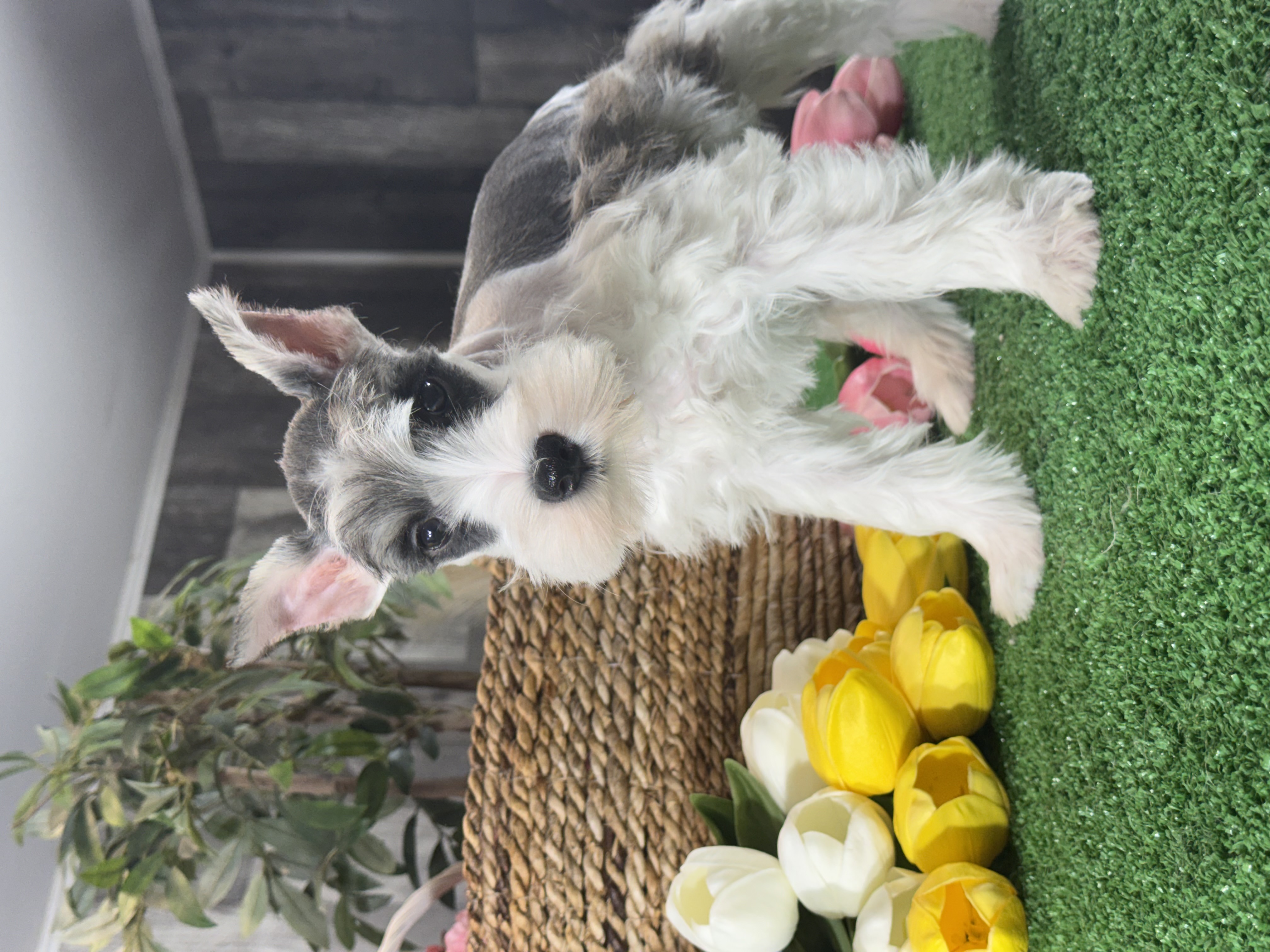 puppy, for, sale, Miniature Schnauzer, Curtis  Martin, dog, breeder, Seneca Falls, NY, dog-breeder, puppy-for-sale, forsale, nearby, find, puppyfind, locator, puppylocator, aca