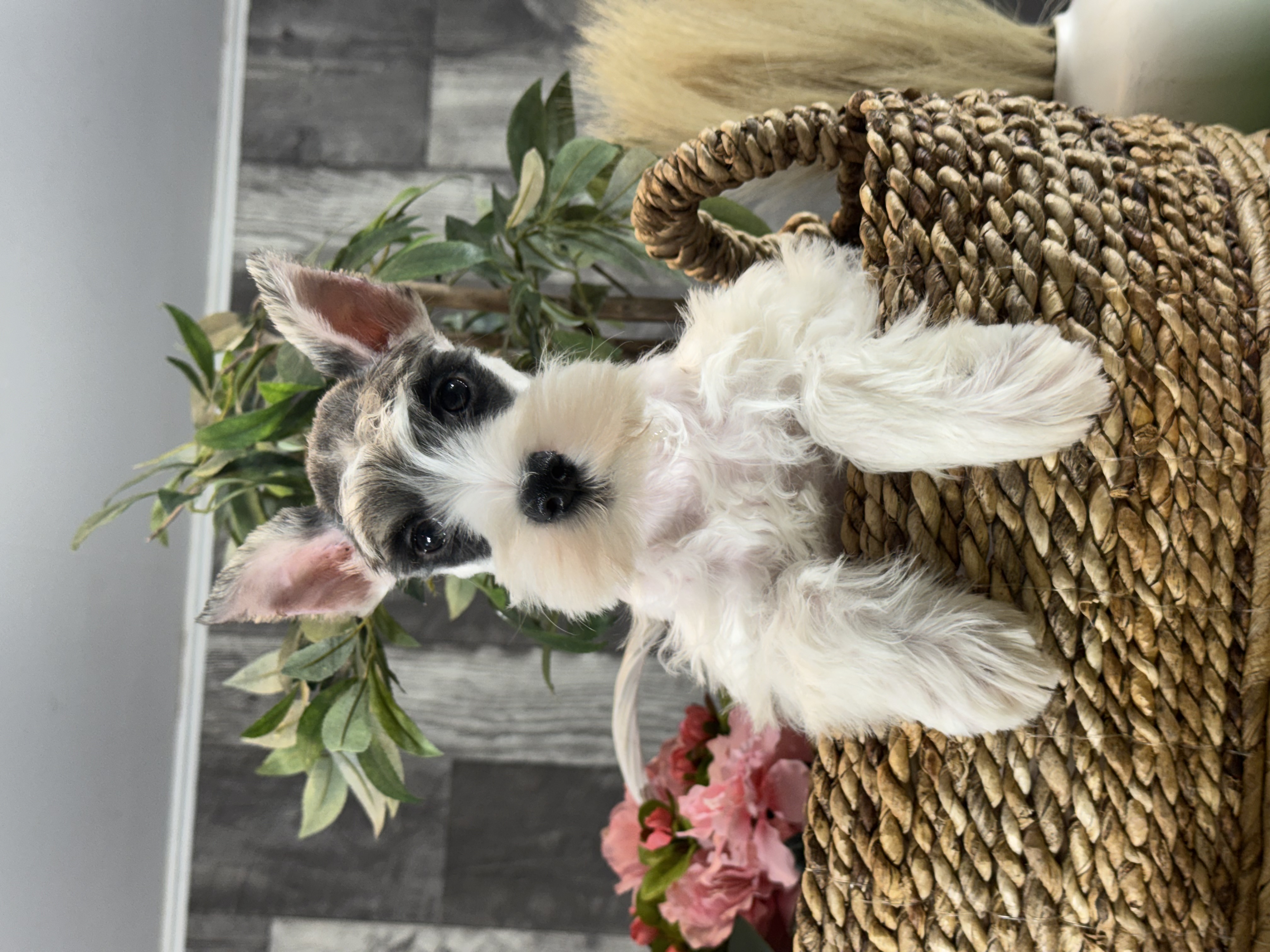 puppy, for, sale, Miniature Schnauzer, Curtis  Martin, dog, breeder, Seneca Falls, NY, dog-breeder, puppy-for-sale, forsale, nearby, find, puppyfind, locator, puppylocator, aca