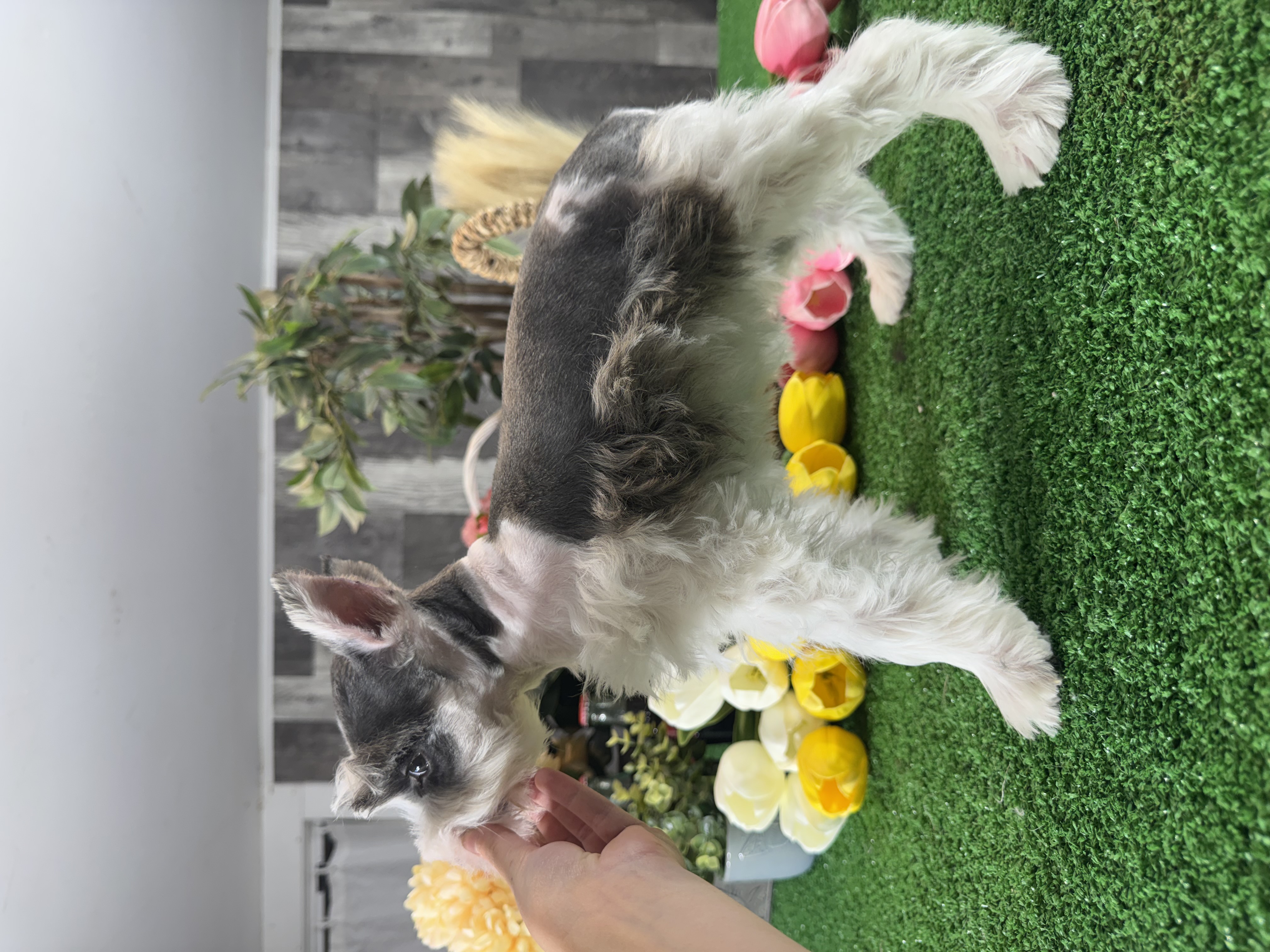 puppy, for, sale, Miniature Schnauzer, Curtis  Martin, dog, breeder, Seneca Falls, NY, dog-breeder, puppy-for-sale, forsale, nearby, find, puppyfind, locator, puppylocator, aca
