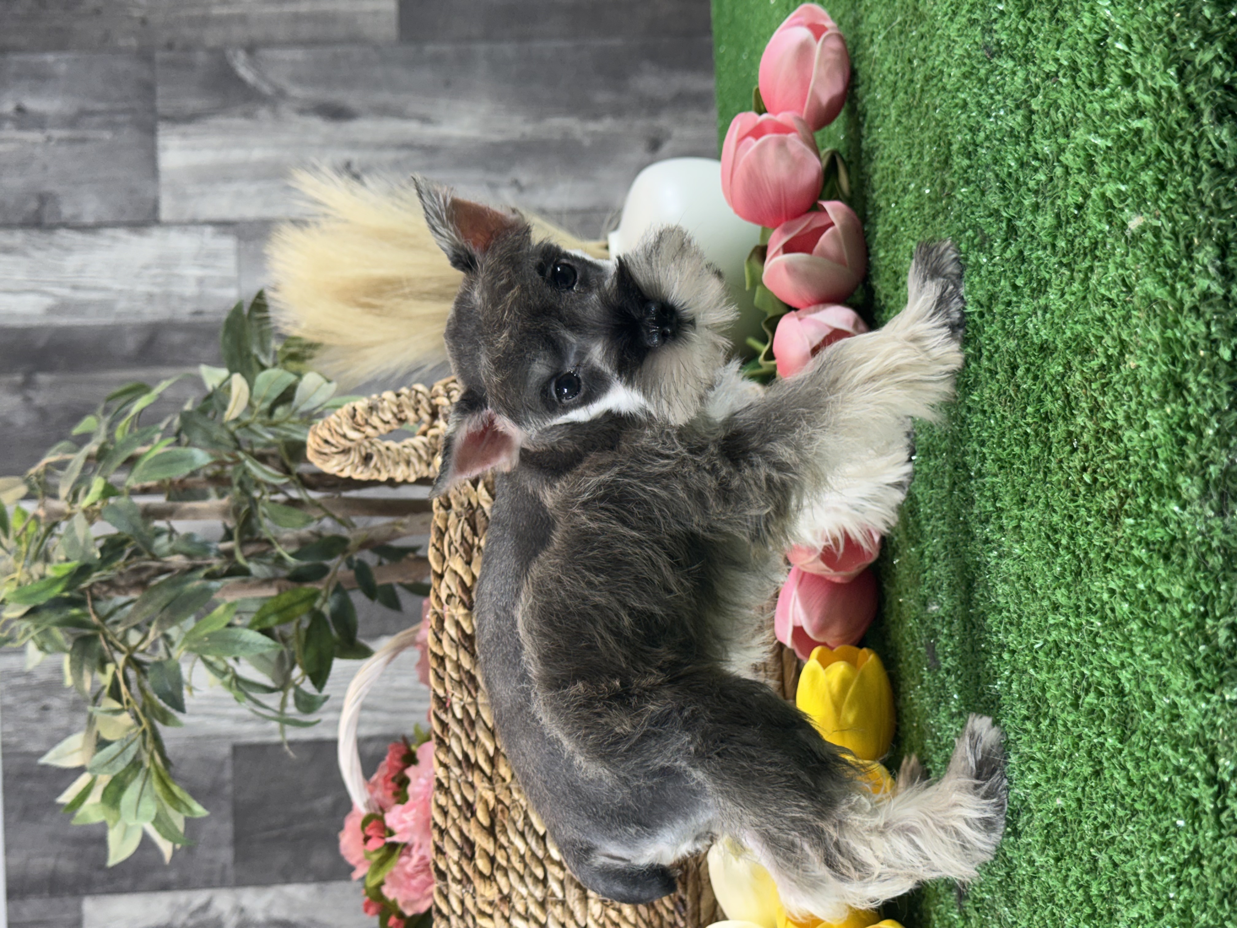 puppy, for, sale, Miniature Schnauzer, Curtis  Martin, dog, breeder, Seneca Falls, NY, dog-breeder, puppy-for-sale, forsale, nearby, find, puppyfind, locator, puppylocator, aca