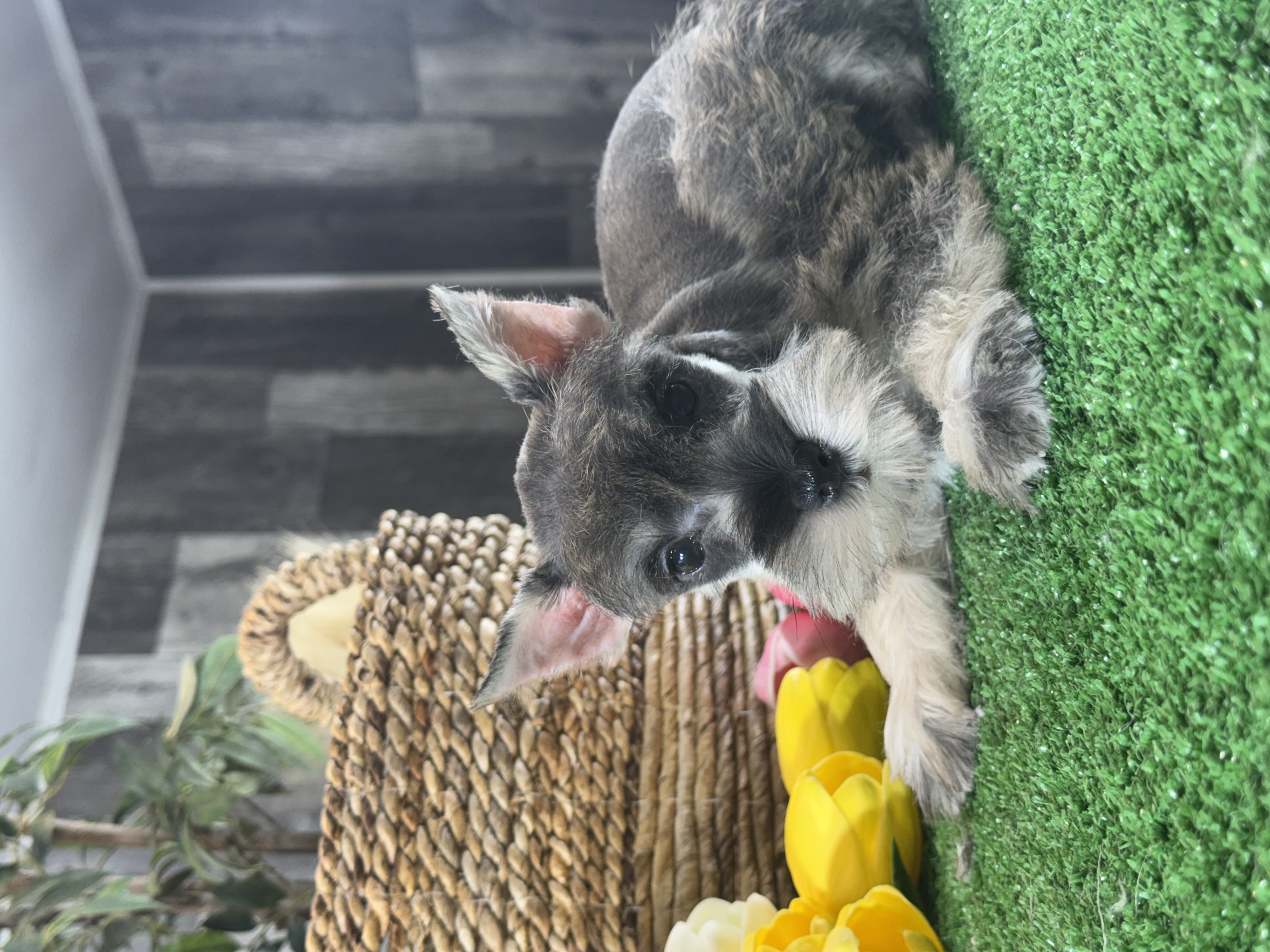 puppy, for, sale, Miniature Schnauzer, Curtis  Martin, dog, breeder, Seneca Falls, NY, dog-breeder, puppy-for-sale, forsale, nearby, find, puppyfind, locator, puppylocator, aca