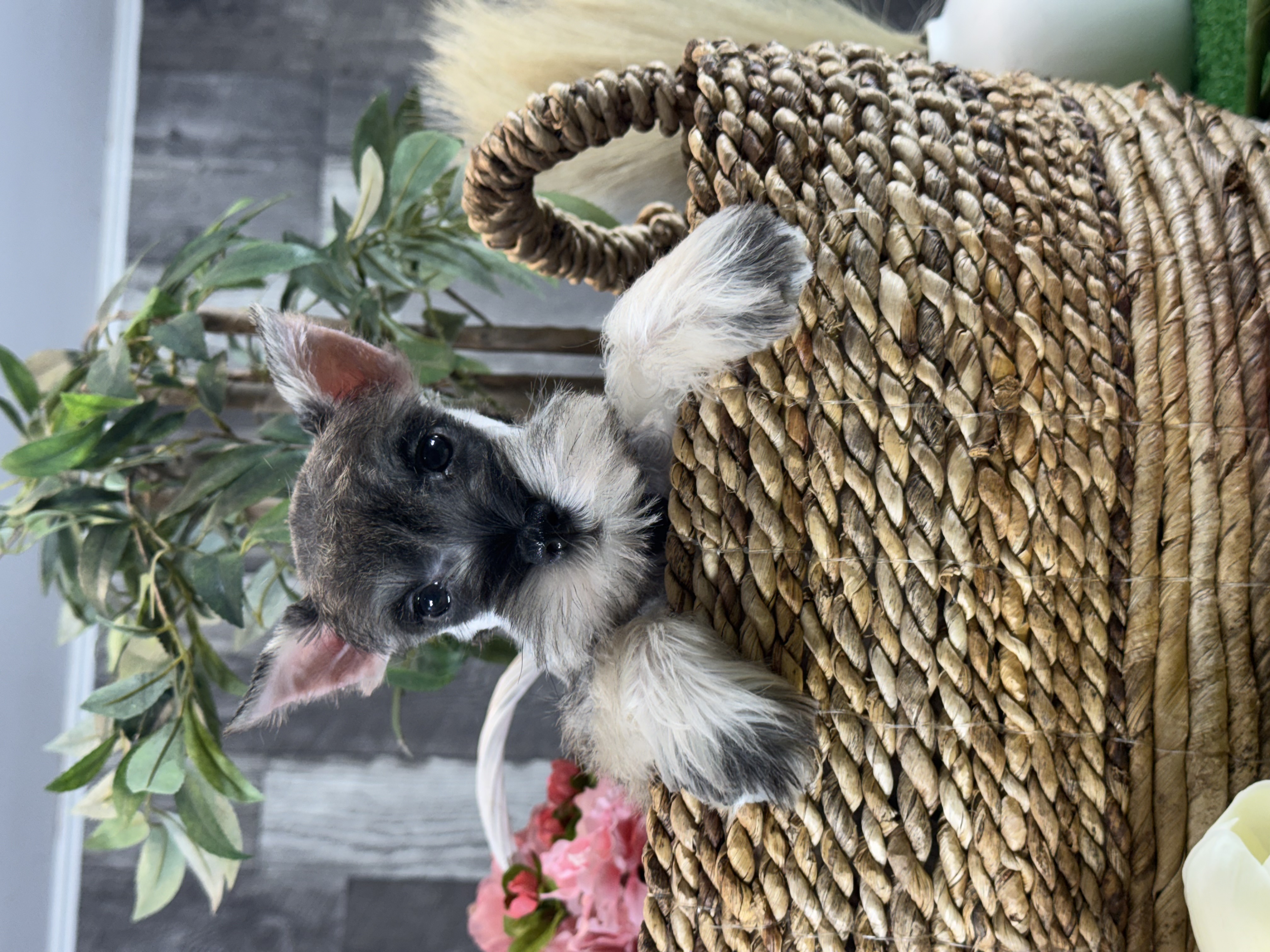puppy, for, sale, Miniature Schnauzer, Curtis  Martin, dog, breeder, Seneca Falls, NY, dog-breeder, puppy-for-sale, forsale, nearby, find, puppyfind, locator, puppylocator, aca