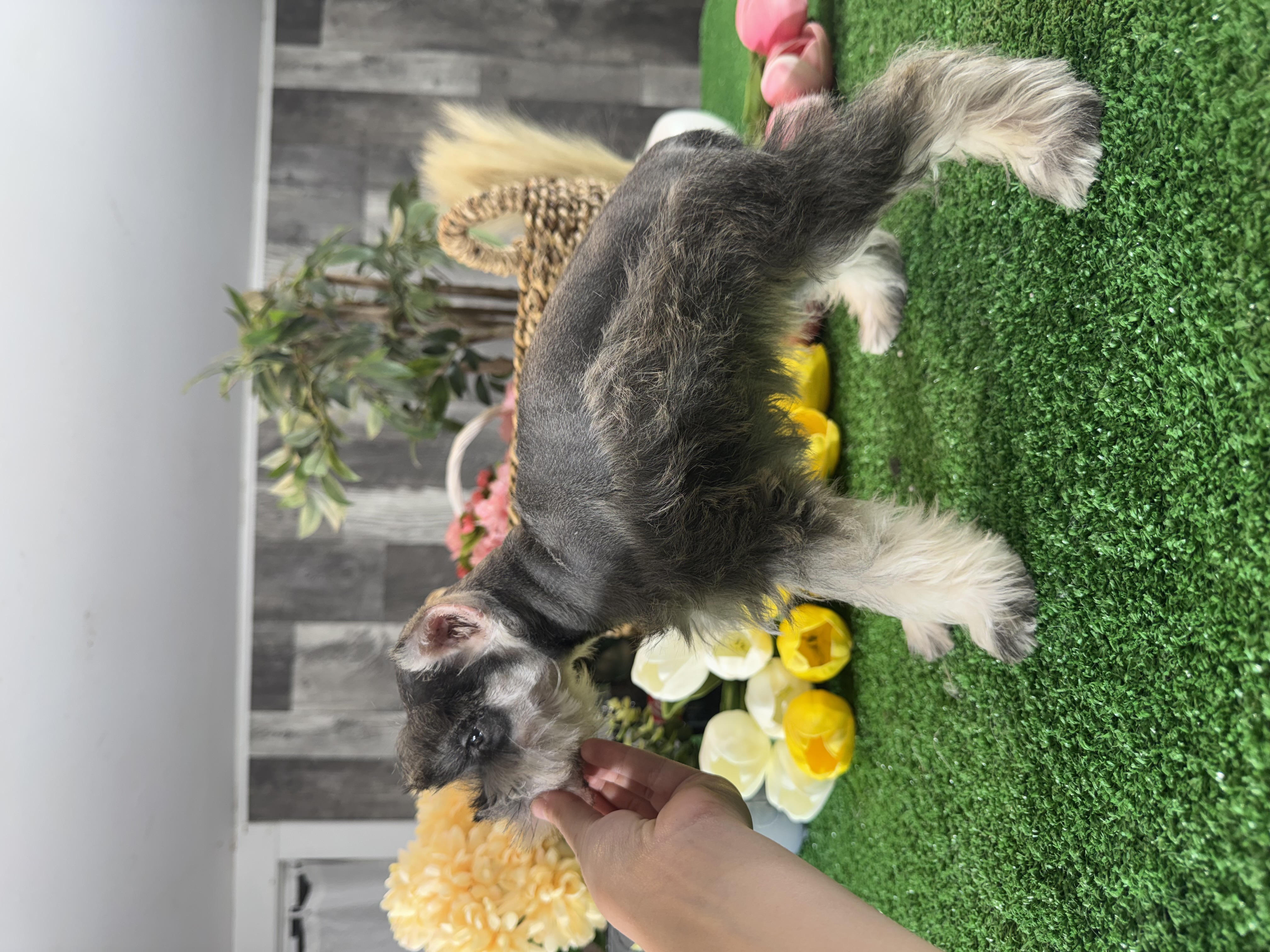 puppy, for, sale, Miniature Schnauzer, Curtis  Martin, dog, breeder, Seneca Falls, NY, dog-breeder, puppy-for-sale, forsale, nearby, find, puppyfind, locator, puppylocator, aca