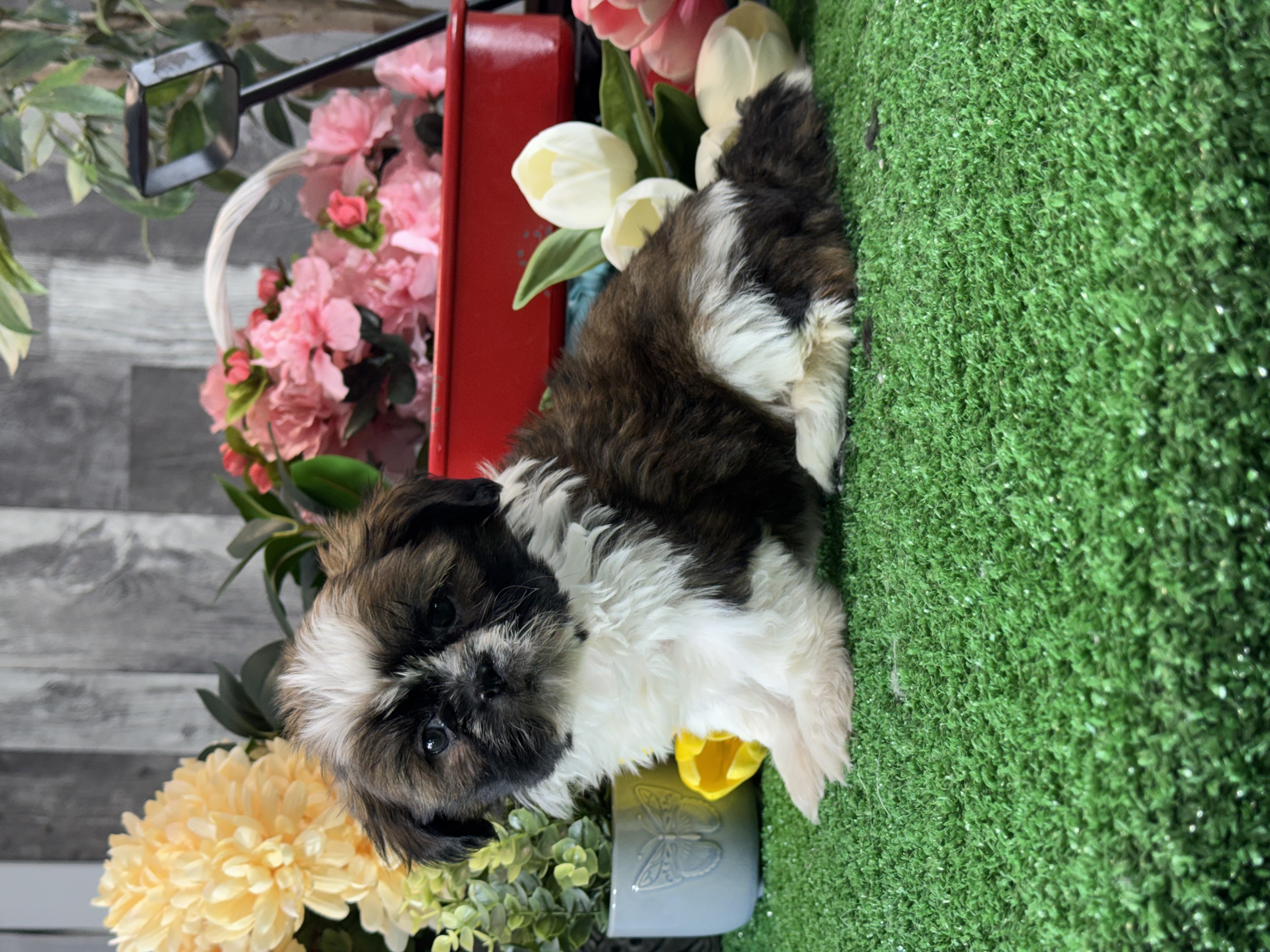 puppy, for, sale, Shih Tzu, Curtis  Martin, dog, breeder, Seneca Falls, NY, dog-breeder, puppy-for-sale, forsale, nearby, find, puppyfind, locator, puppylocator, aca