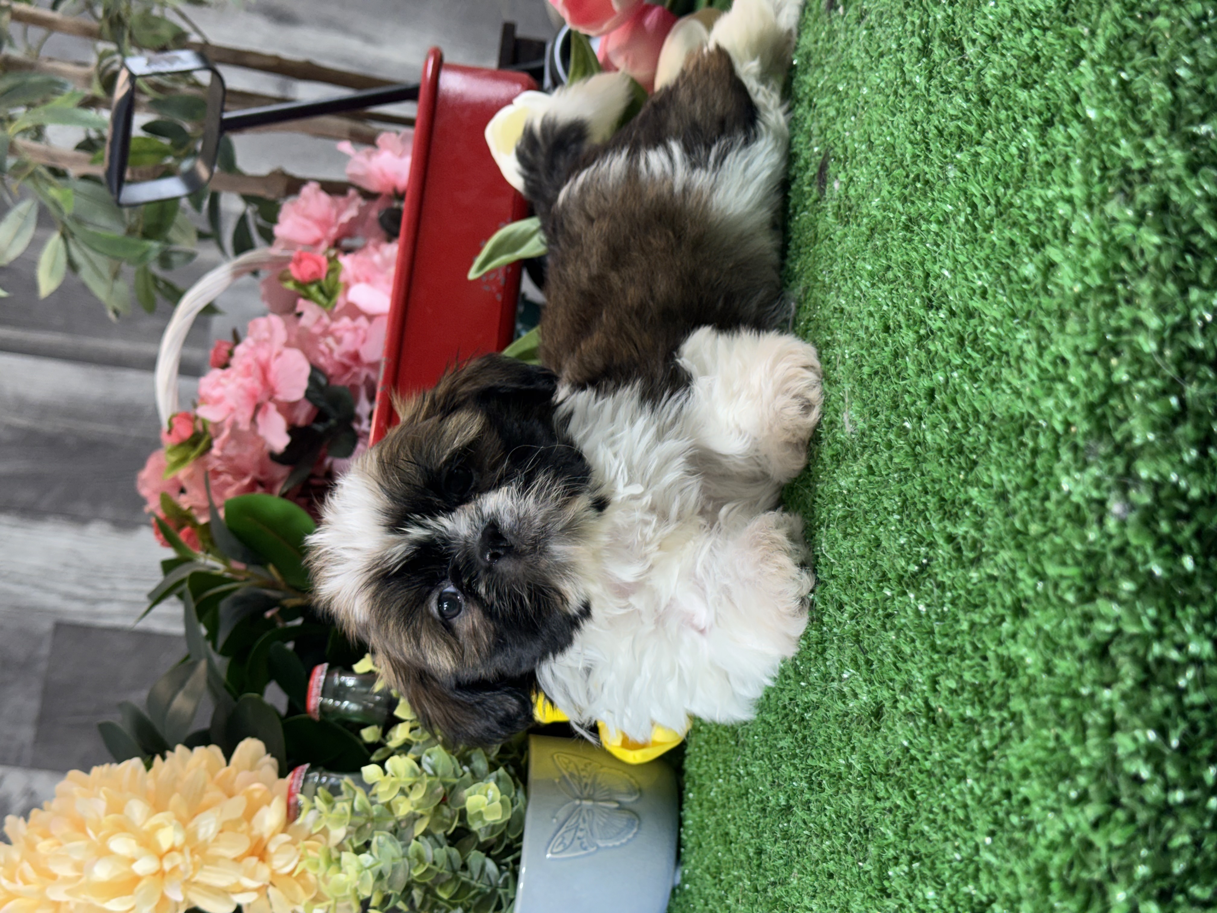 puppy, for, sale, Shih Tzu, Curtis  Martin, dog, breeder, Seneca Falls, NY, dog-breeder, puppy-for-sale, forsale, nearby, find, puppyfind, locator, puppylocator, aca