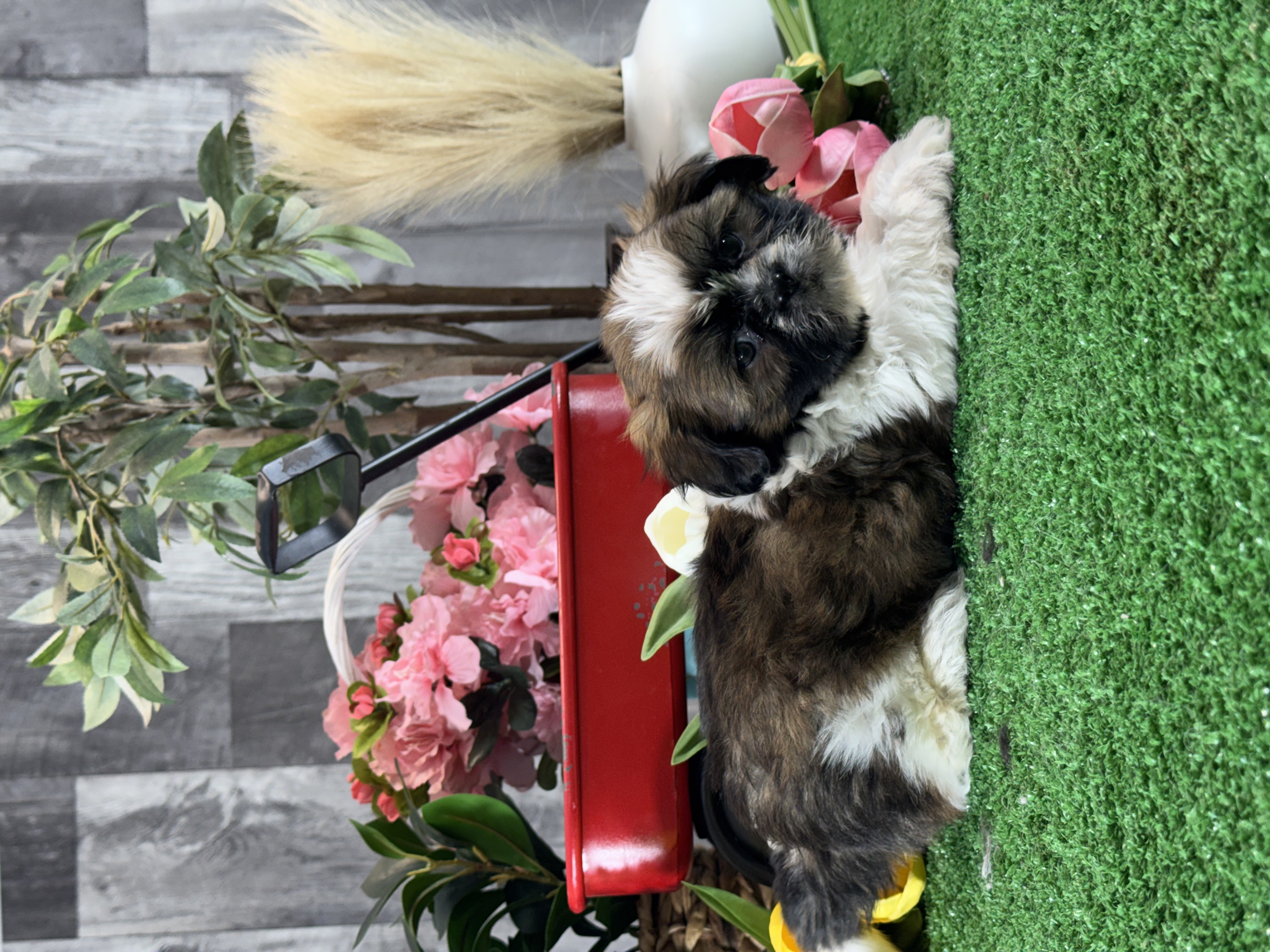 puppy, for, sale, Shih Tzu, Curtis  Martin, dog, breeder, Seneca Falls, NY, dog-breeder, puppy-for-sale, forsale, nearby, find, puppyfind, locator, puppylocator, aca