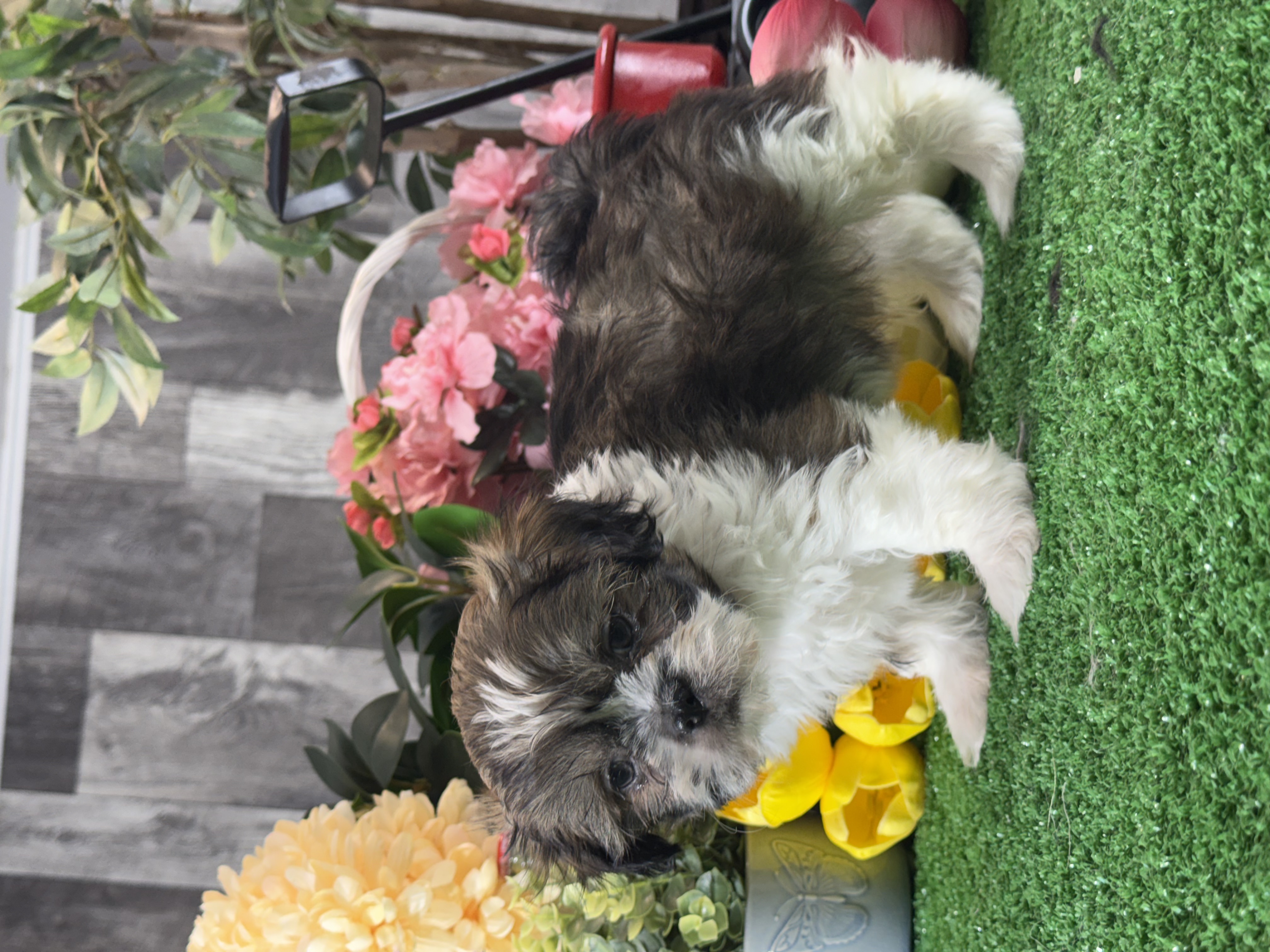 puppy, for, sale, Shih Tzu, Curtis  Martin, dog, breeder, Seneca Falls, NY, dog-breeder, puppy-for-sale, forsale, nearby, find, puppyfind, locator, puppylocator, aca