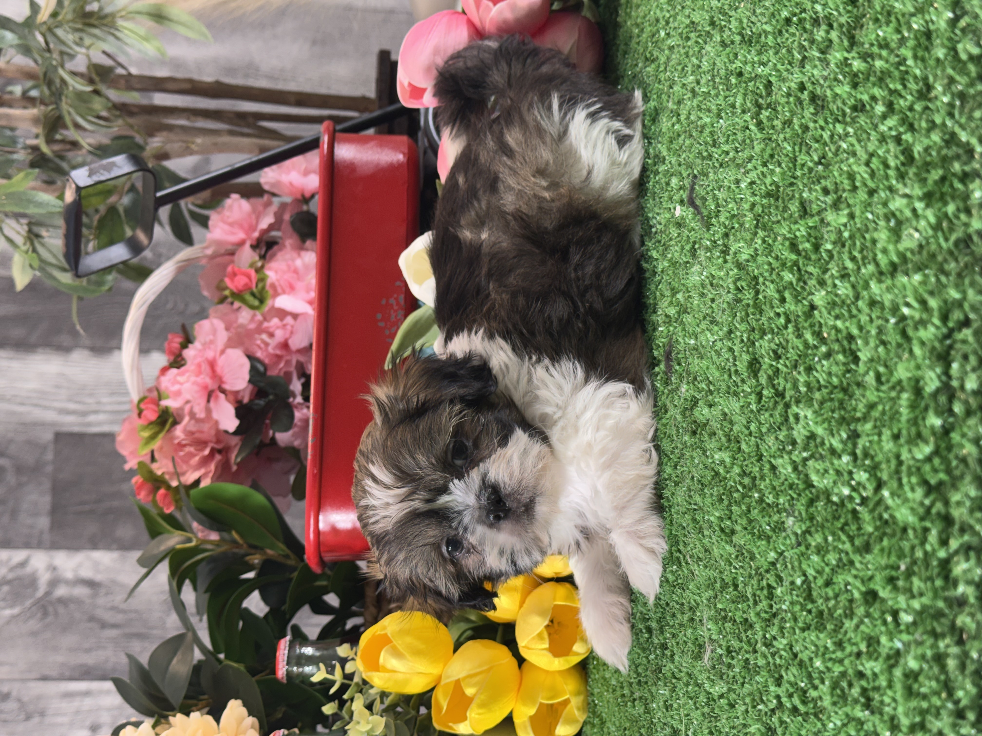 puppy, for, sale, Shih Tzu, Curtis  Martin, dog, breeder, Seneca Falls, NY, dog-breeder, puppy-for-sale, forsale, nearby, find, puppyfind, locator, puppylocator, aca