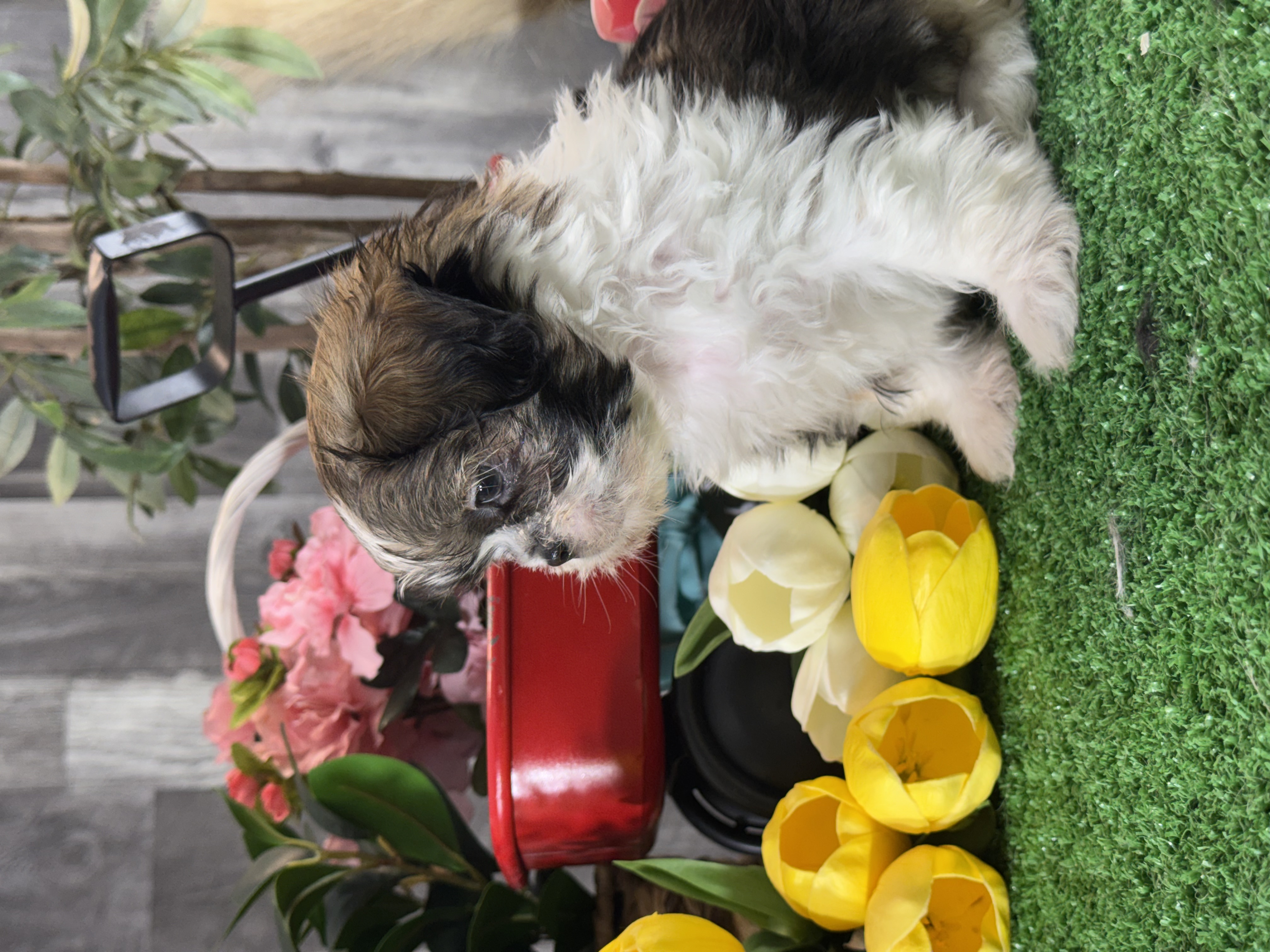 puppy, for, sale, Shih Tzu, Curtis  Martin, dog, breeder, Seneca Falls, NY, dog-breeder, puppy-for-sale, forsale, nearby, find, puppyfind, locator, puppylocator, aca