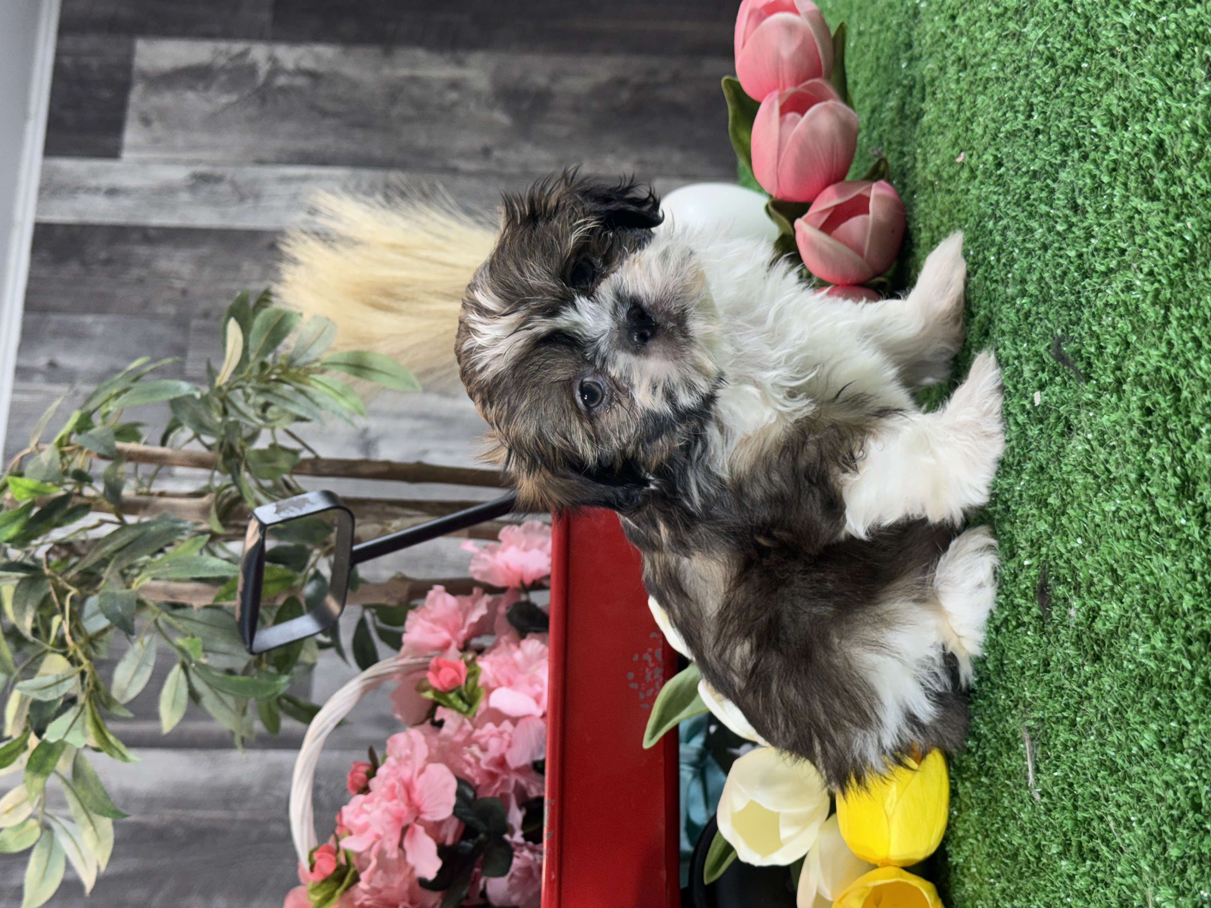 puppy, for, sale, Shih Tzu, Curtis  Martin, dog, breeder, Seneca Falls, NY, dog-breeder, puppy-for-sale, forsale, nearby, find, puppyfind, locator, puppylocator, aca
