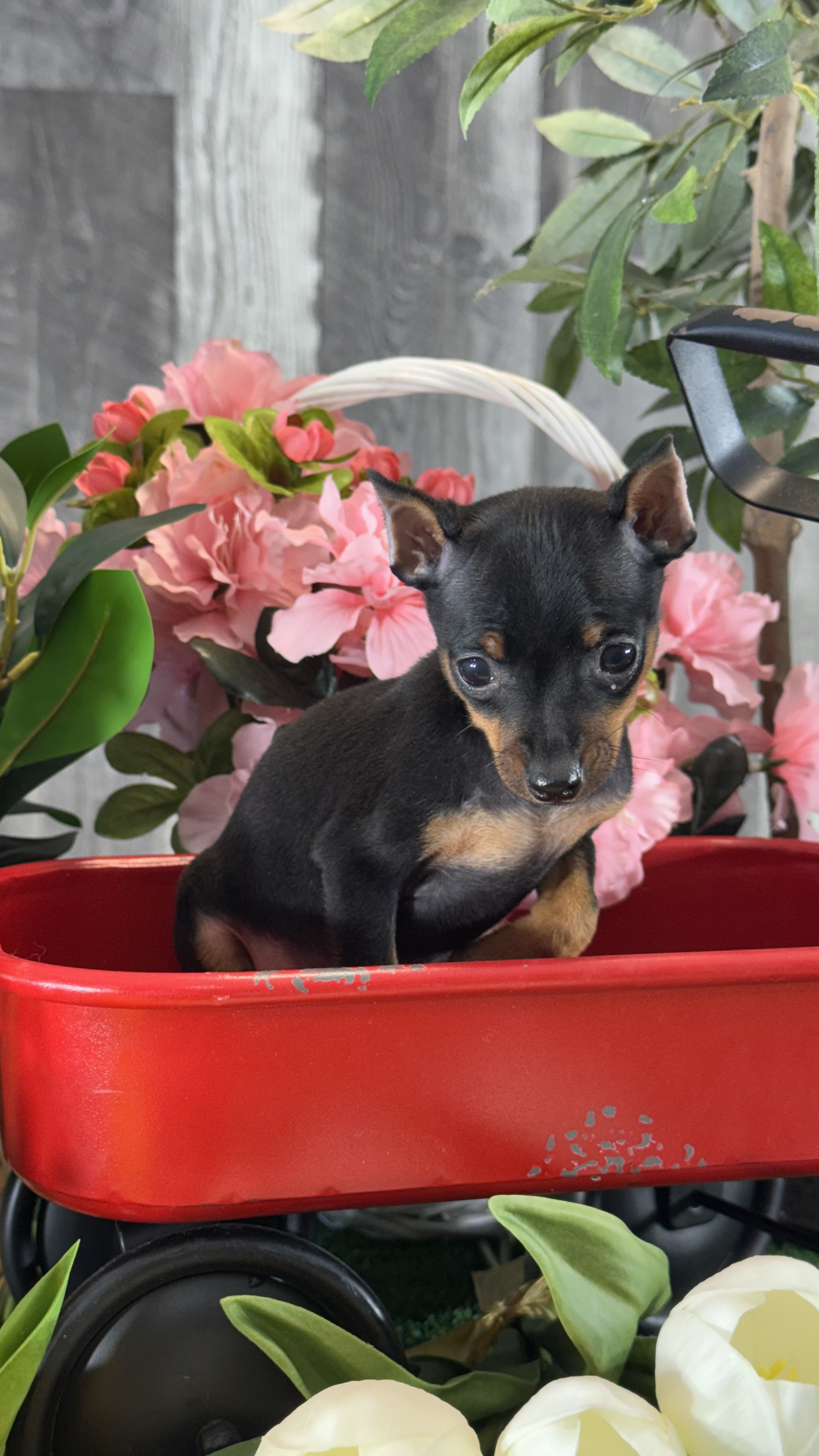 puppy, for, sale, Miniature Pinscher, Curtis  Martin, dog, breeder, Seneca Falls, NY, dog-breeder, puppy-for-sale, forsale, nearby, find, puppyfind, locator, puppylocator, aca