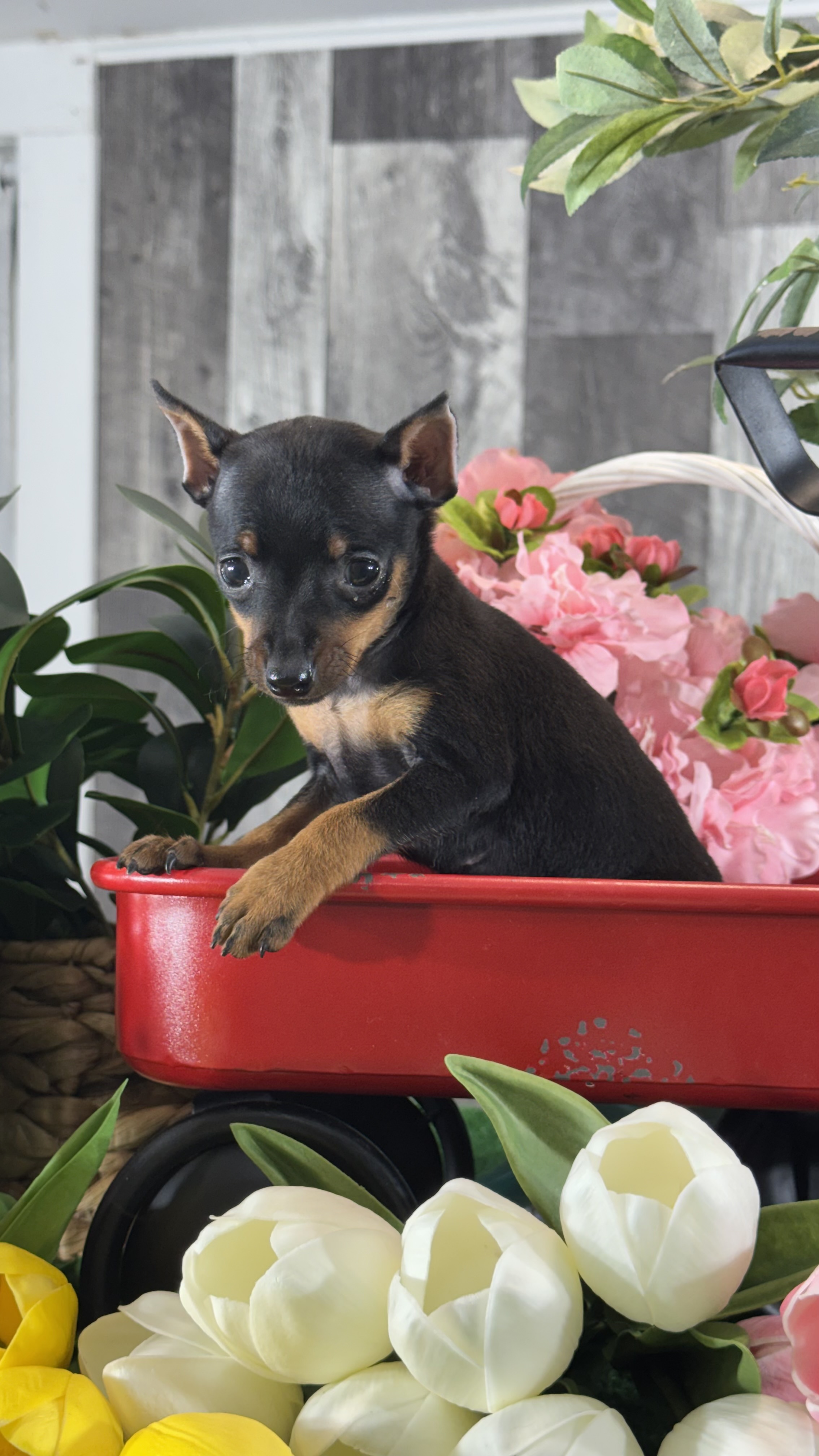 puppy, for, sale, Miniature Pinscher, Curtis  Martin, dog, breeder, Seneca Falls, NY, dog-breeder, puppy-for-sale, forsale, nearby, find, puppyfind, locator, puppylocator, aca
