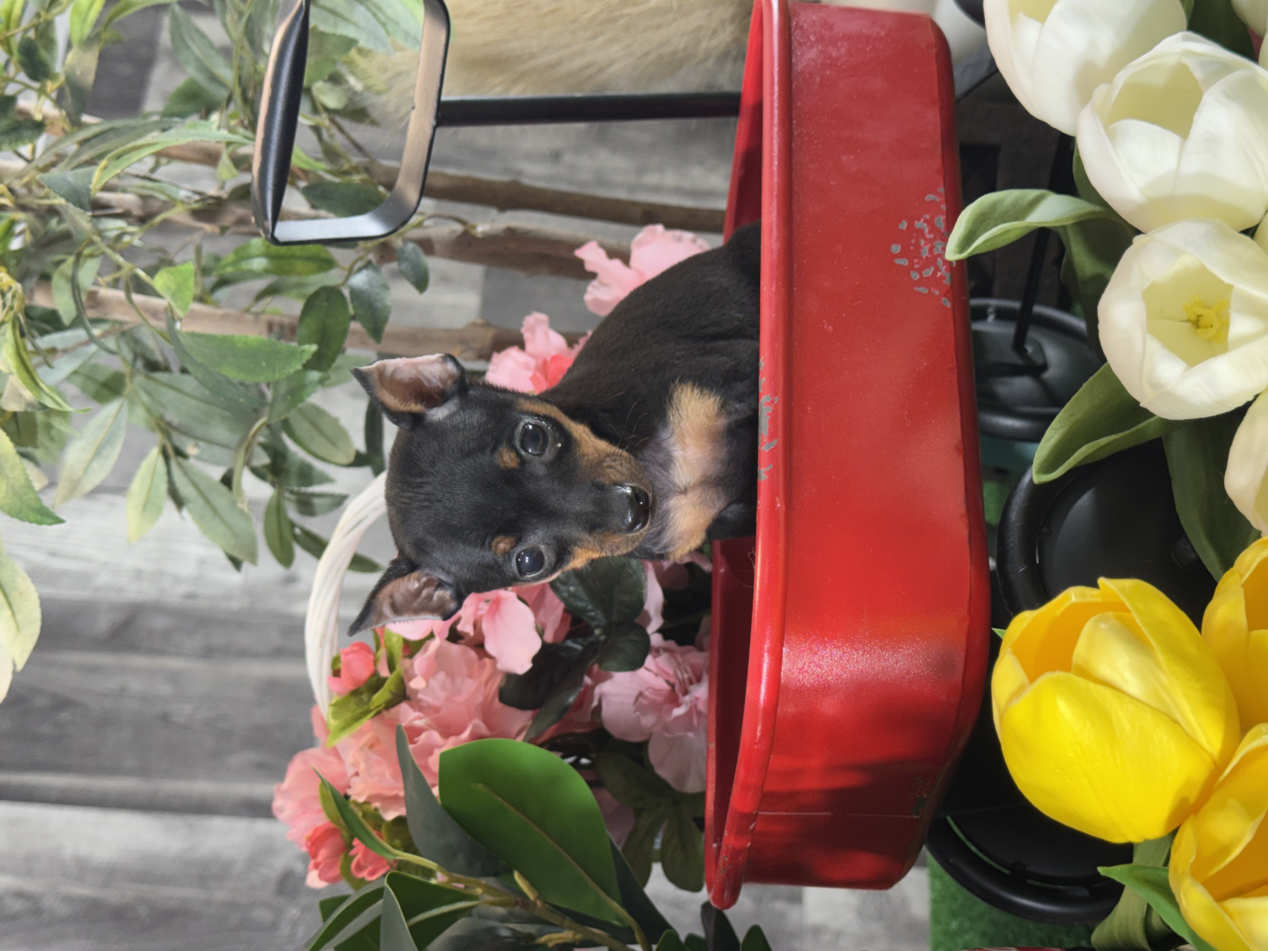 puppy, for, sale, Miniature Pinscher, Curtis  Martin, dog, breeder, Seneca Falls, NY, dog-breeder, puppy-for-sale, forsale, nearby, find, puppyfind, locator, puppylocator, aca