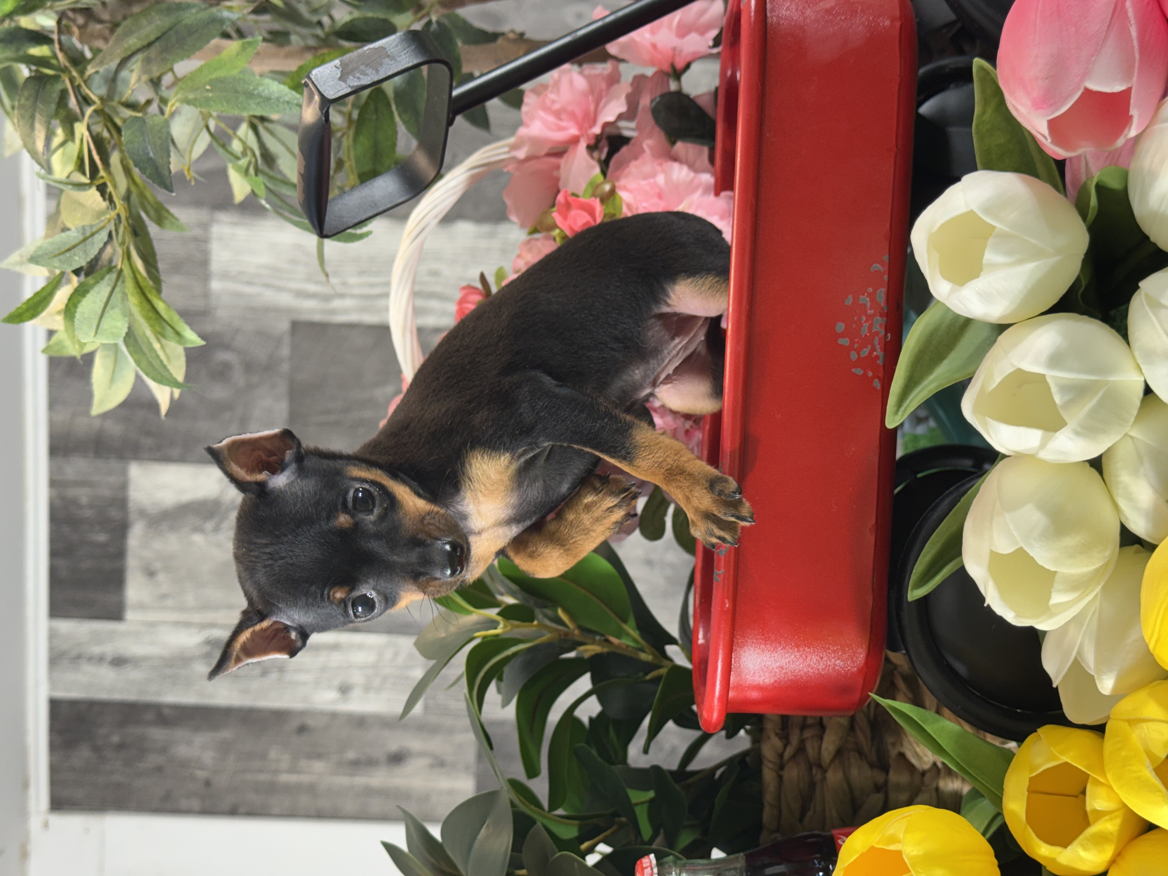 puppy, for, sale, Miniature Pinscher, Curtis  Martin, dog, breeder, Seneca Falls, NY, dog-breeder, puppy-for-sale, forsale, nearby, find, puppyfind, locator, puppylocator, aca