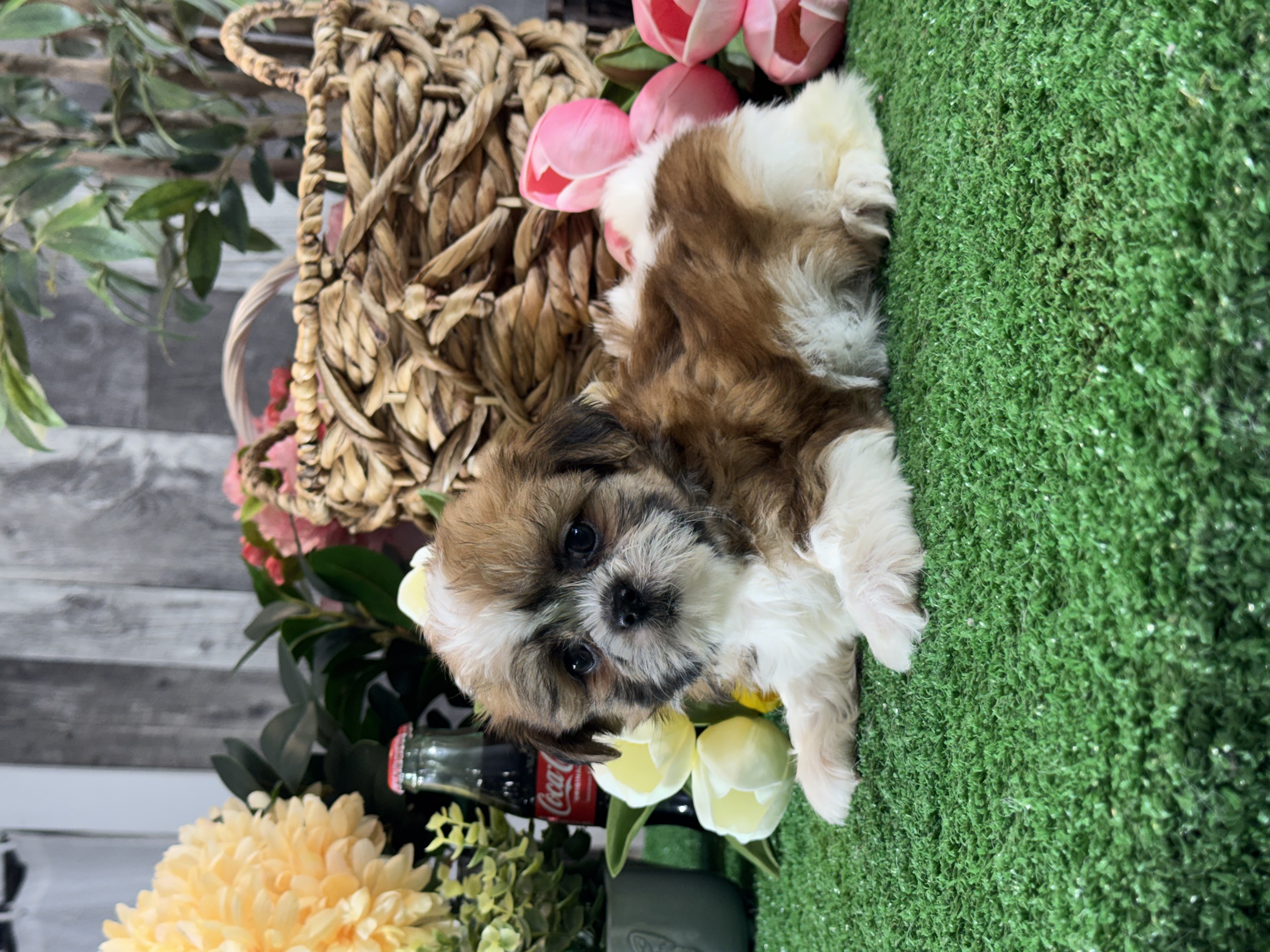puppy, for, sale, Shih Tzu, Curtis  Martin, dog, breeder, Seneca Falls, NY, dog-breeder, puppy-for-sale, forsale, nearby, find, puppyfind, locator, puppylocator, aca
