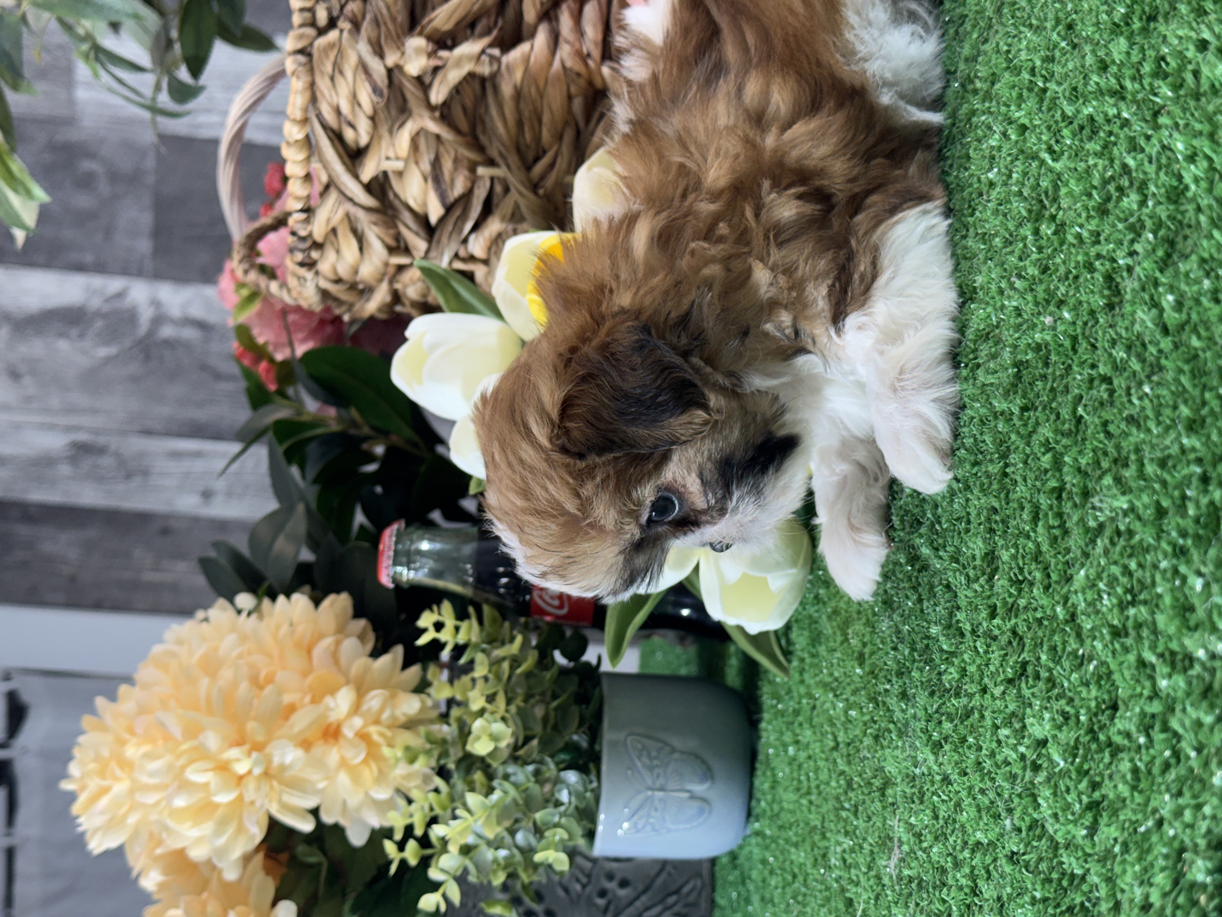 puppy, for, sale, Shih Tzu, Curtis  Martin, dog, breeder, Seneca Falls, NY, dog-breeder, puppy-for-sale, forsale, nearby, find, puppyfind, locator, puppylocator, aca