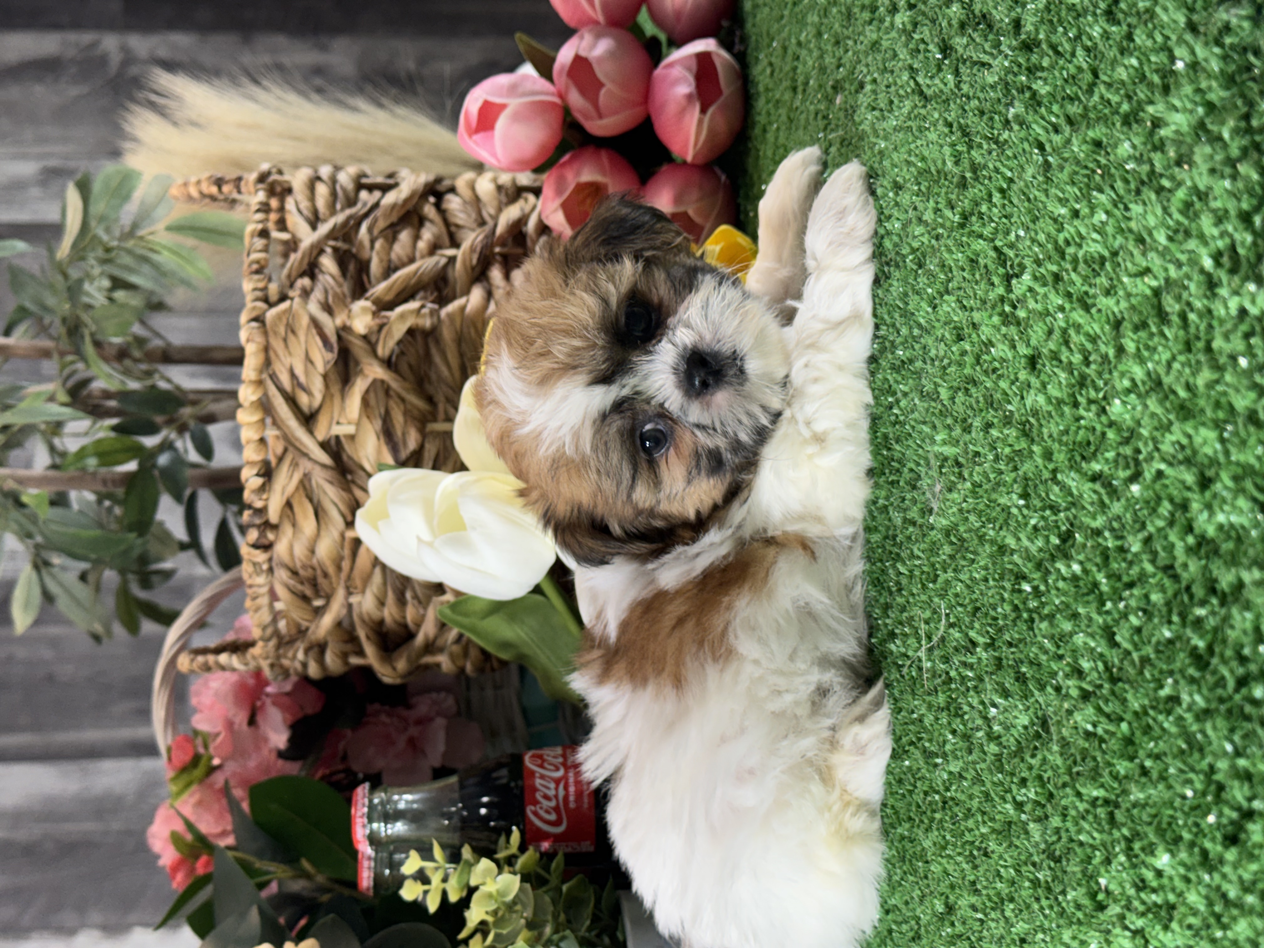 puppy, for, sale, Shih Tzu, Curtis  Martin, dog, breeder, Seneca Falls, NY, dog-breeder, puppy-for-sale, forsale, nearby, find, puppyfind, locator, puppylocator, aca
